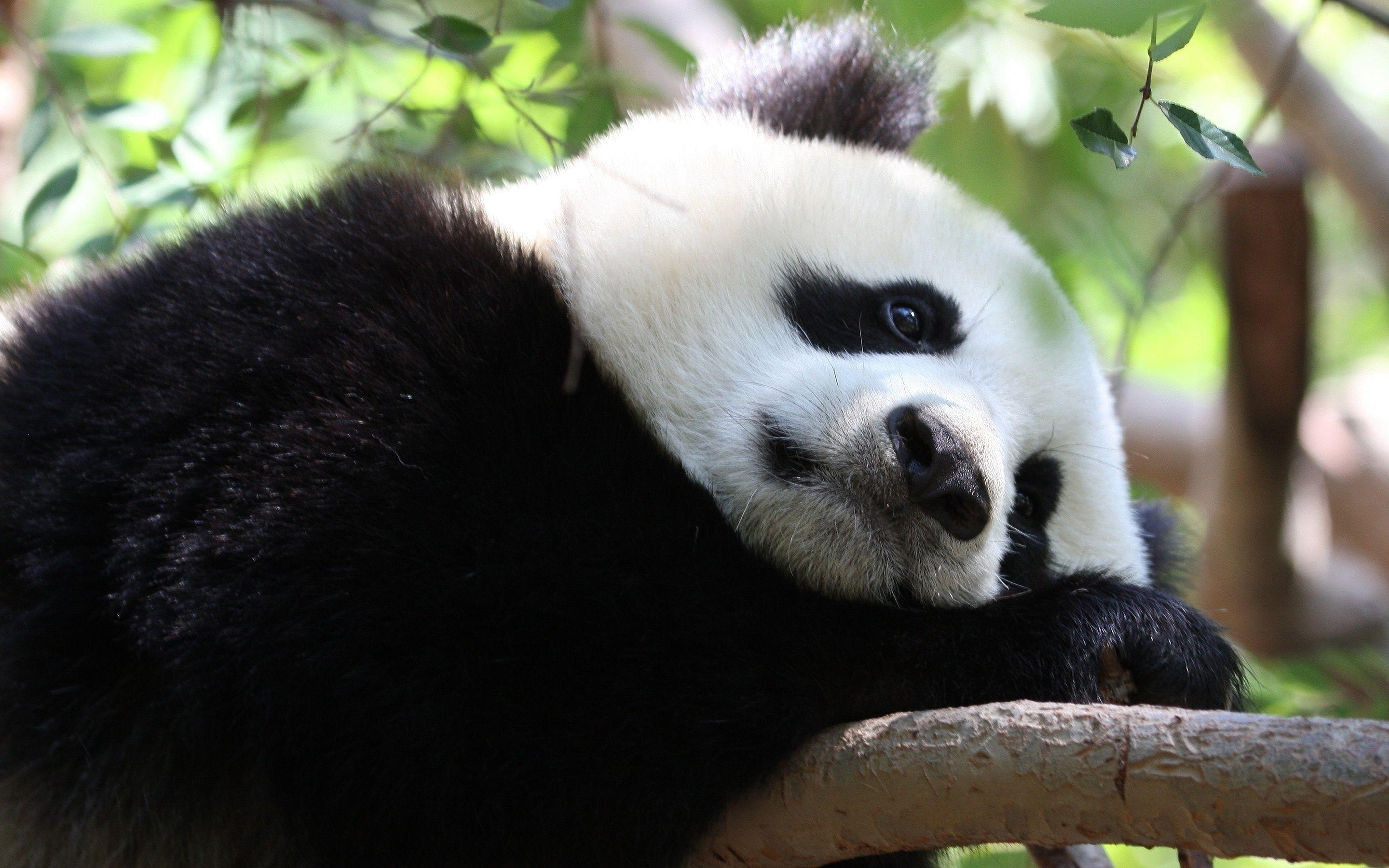 2880x1800 Sleeping Panda HD Wallpaper 19504