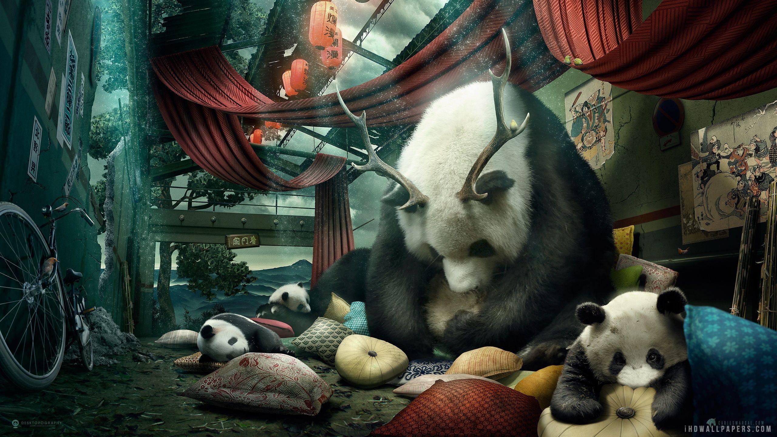 2560x1440 Giant panda Family wallpaper. creative and graphics