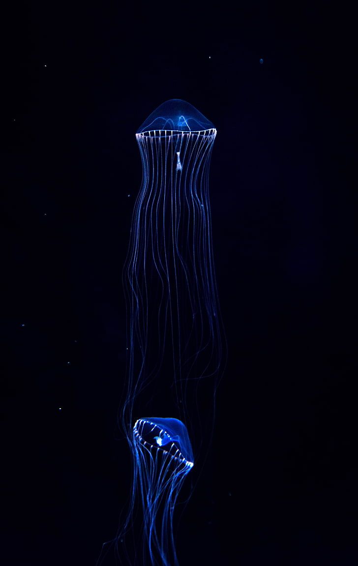 728x1151 HD wallpaper: blue jellyfish, underwater world, dark, tentacles, black background