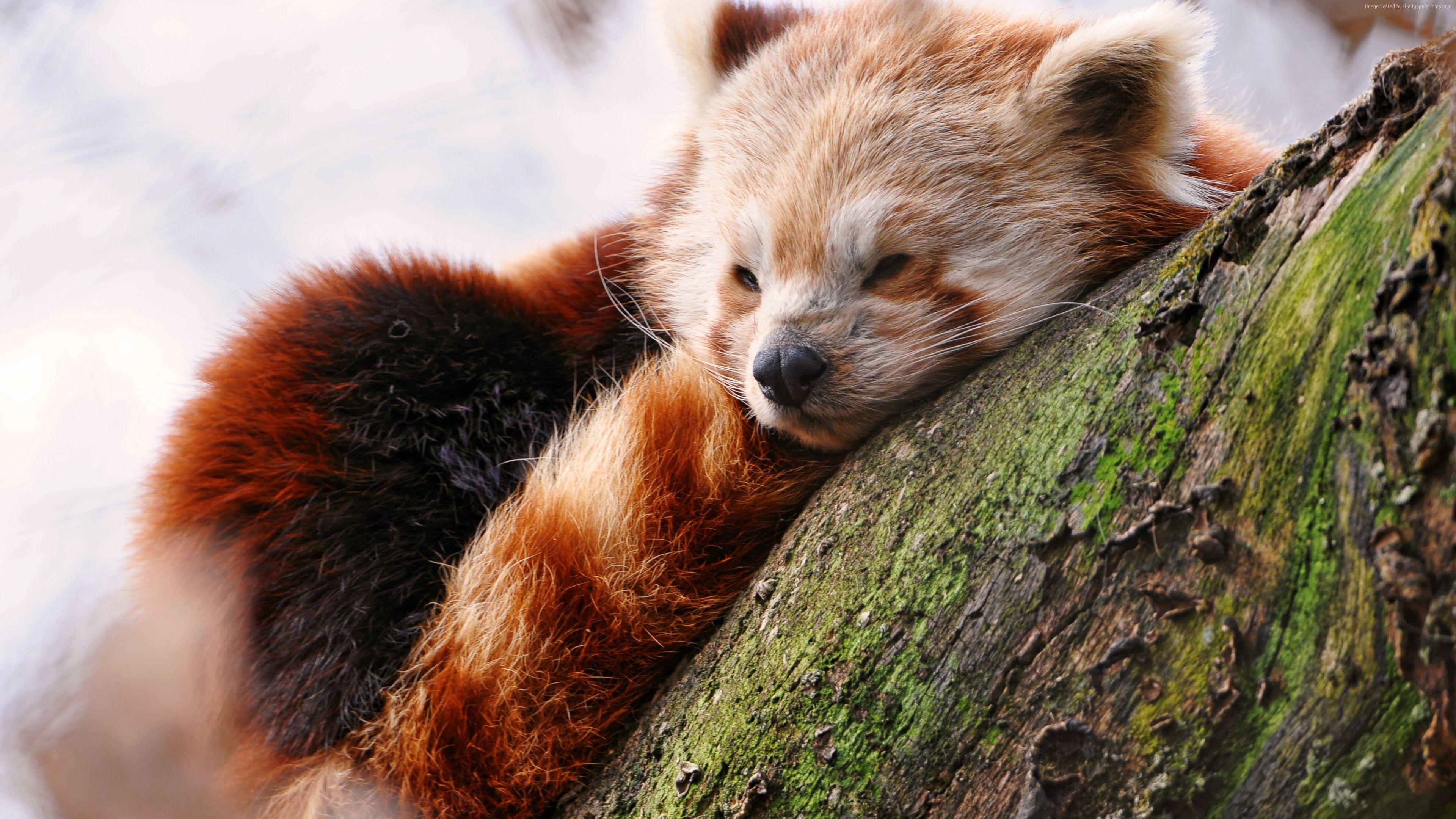 3840x2160 Wallpaper Red panda, animals, winter, sleep, zoo, Animals