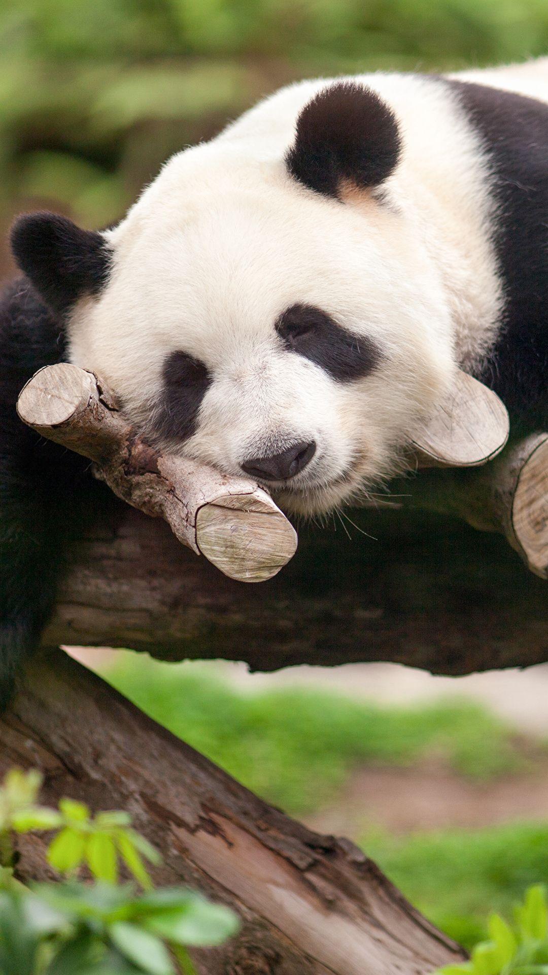 1080x1920 image Pandas Bears Resting sleeping Animals 1080x1920