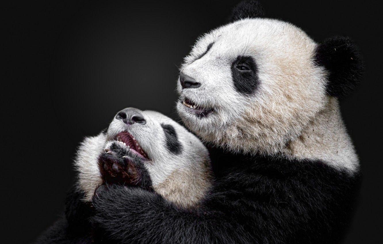 1332x850 Wallpaper Panda, bamboo bear, the giant Panda image