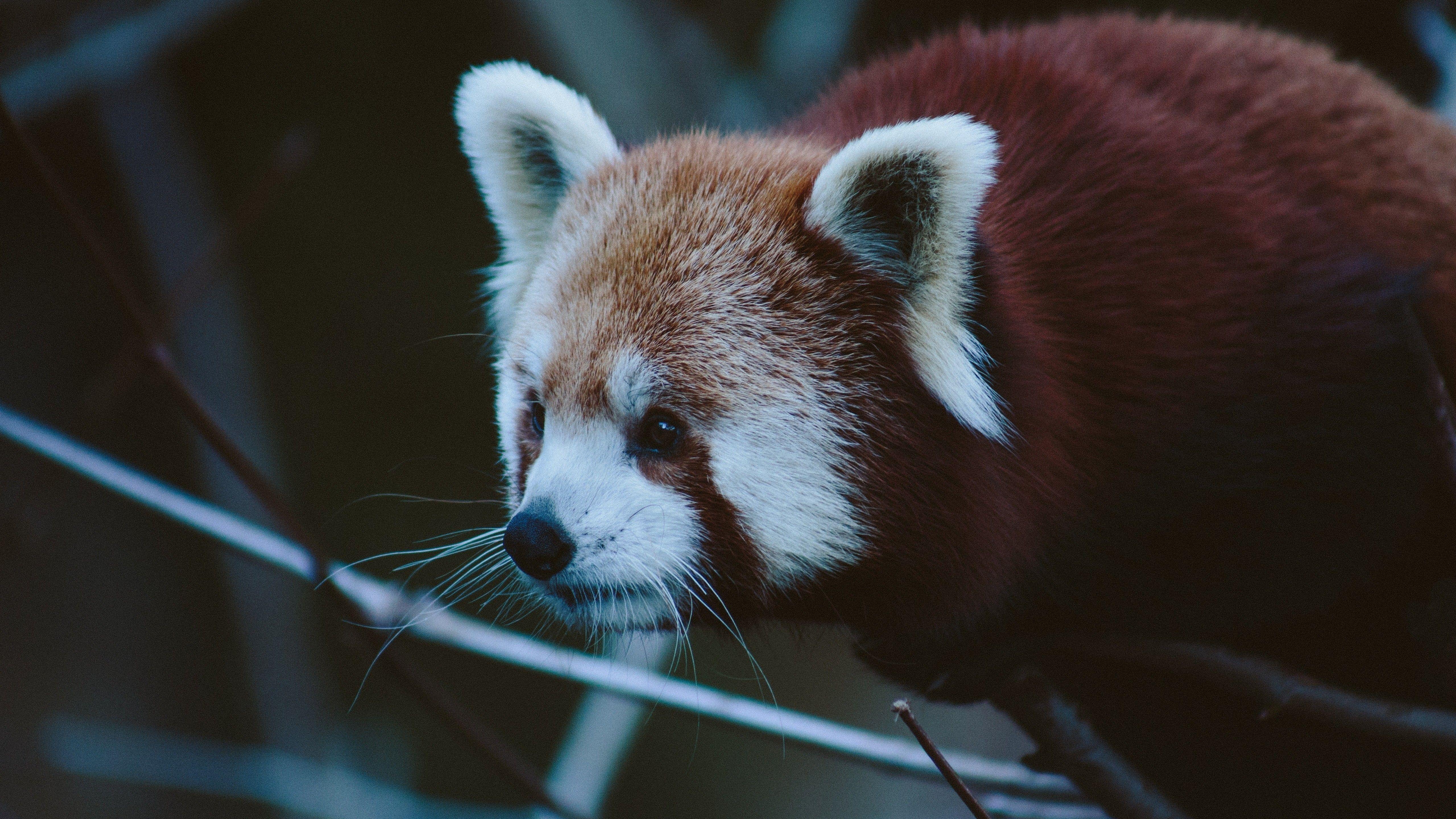 5120x2880 Red Giant Panda 5K Wallpaper