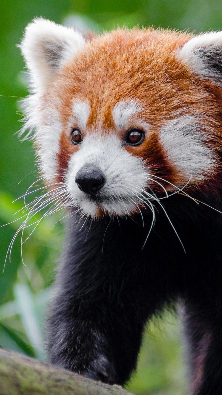750x1334 Red Panda Wallpaper Px, Panda Vs Raccoon, Download