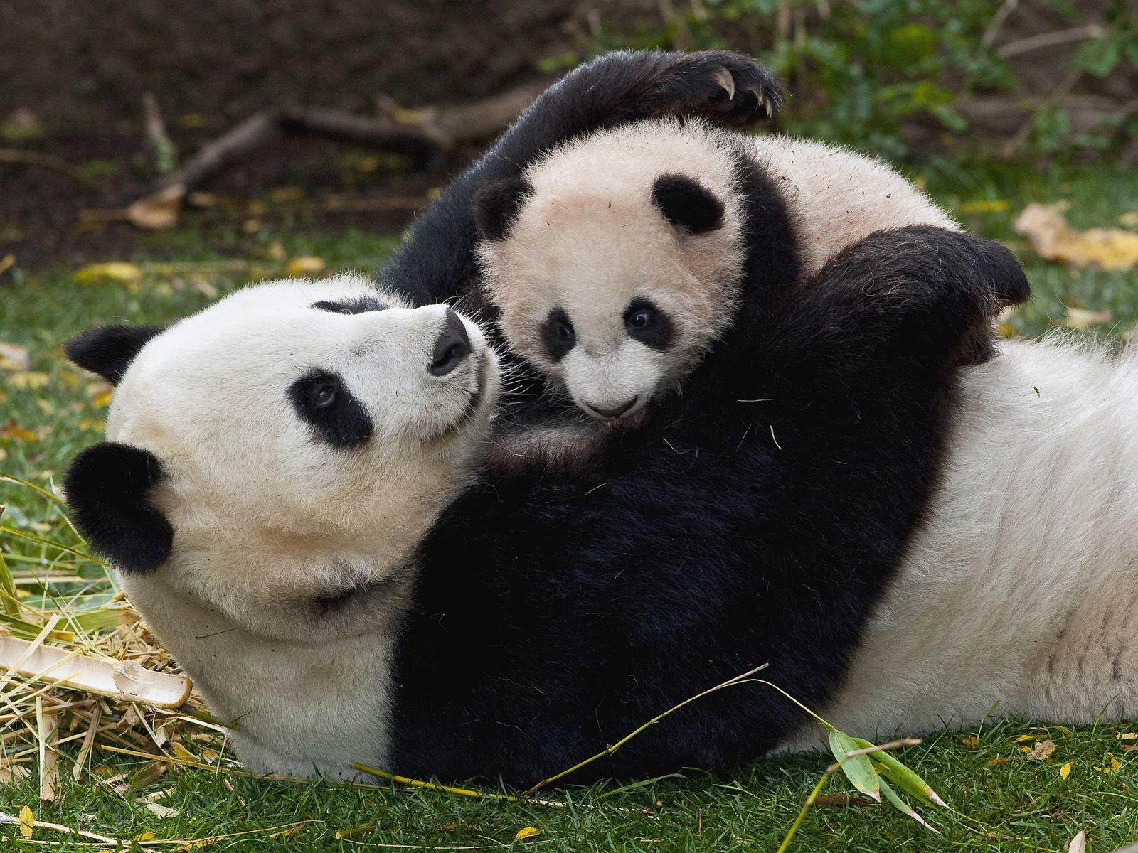 1600x1200 Giant Panda wallpaperx1200