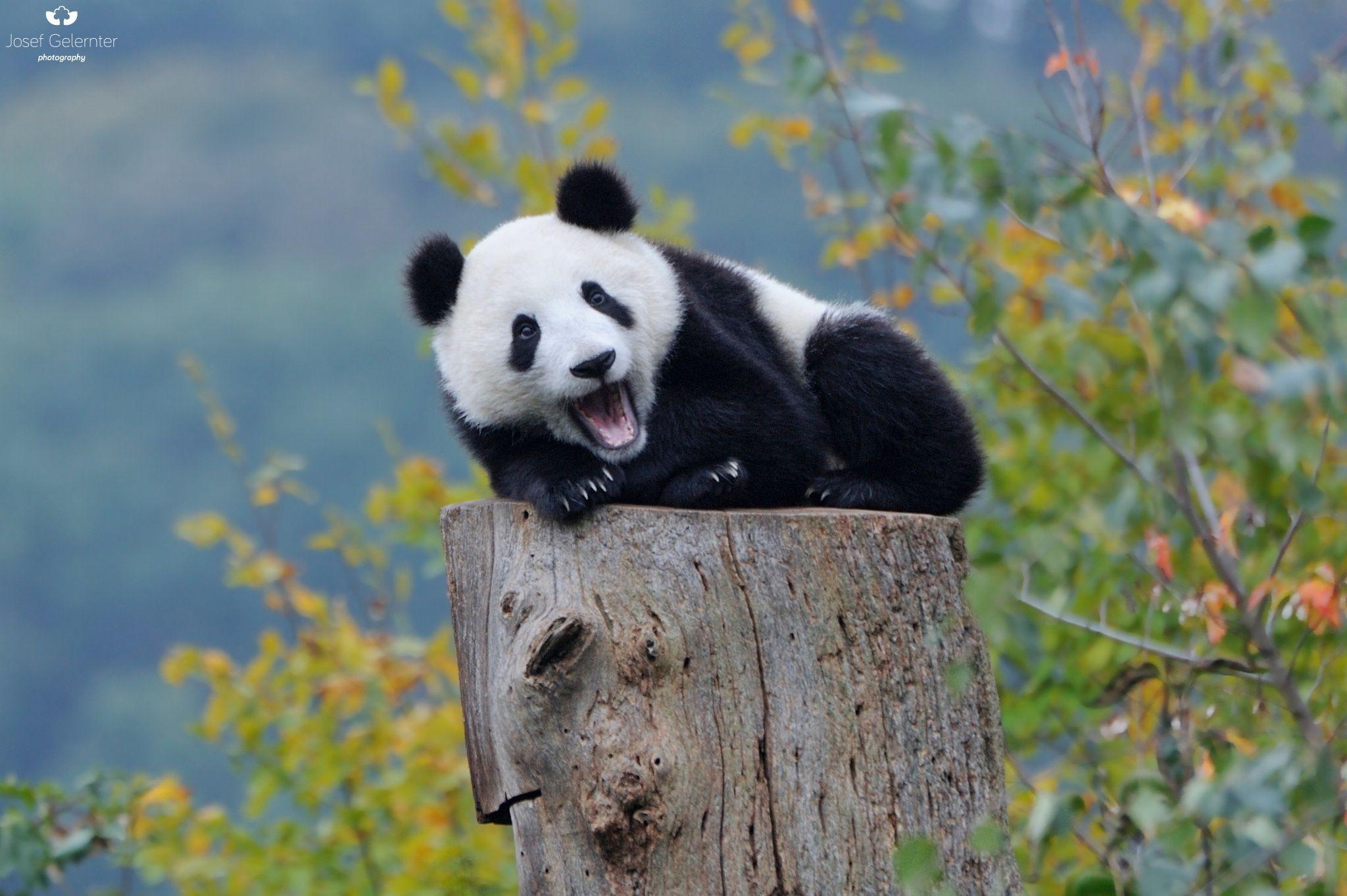 2048x1363 One Happy Panda by Josef Gelernter on 500px. Giant Panda