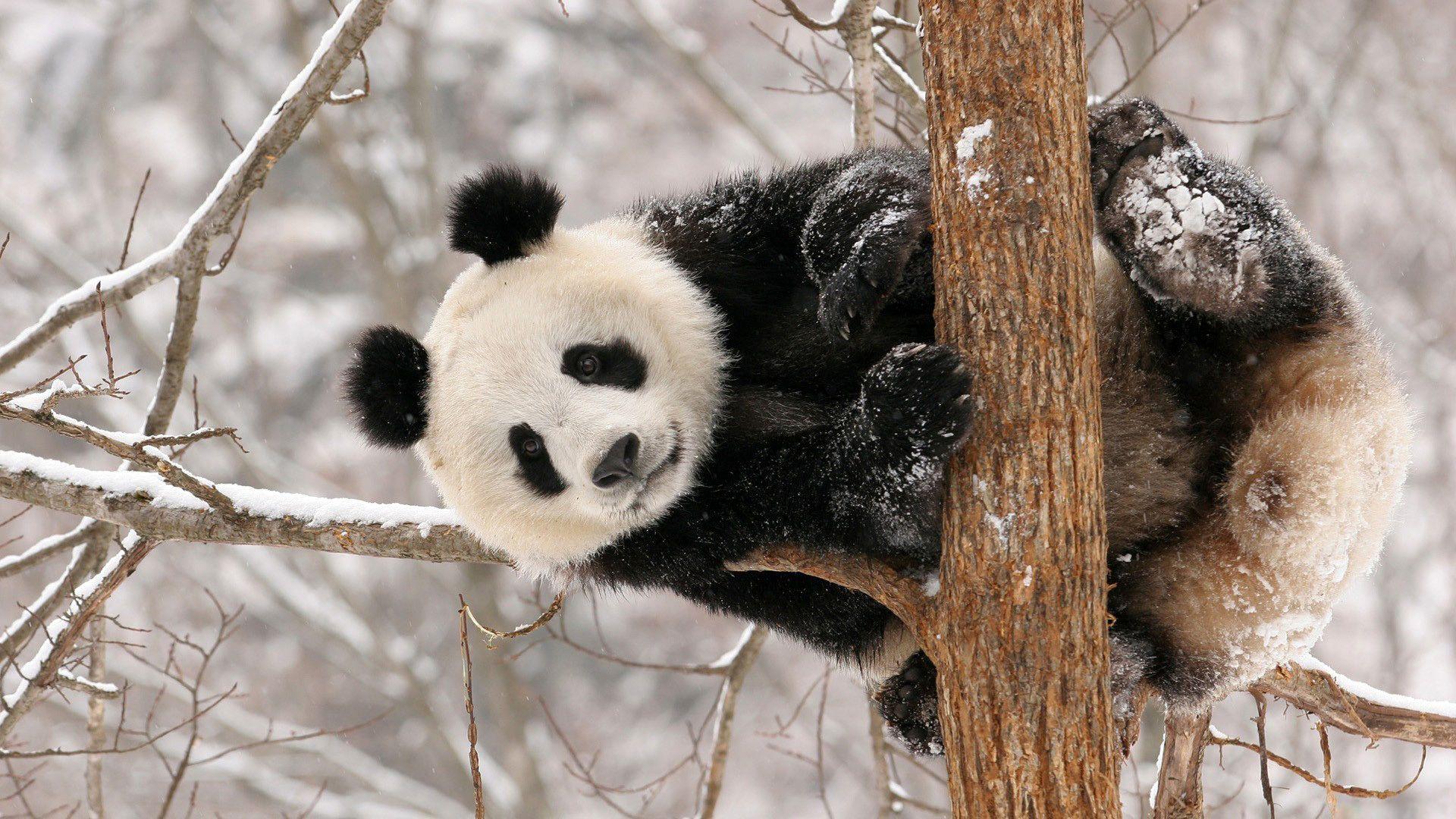 1920x1080 Picture Giant panda bear animal 1920x1080