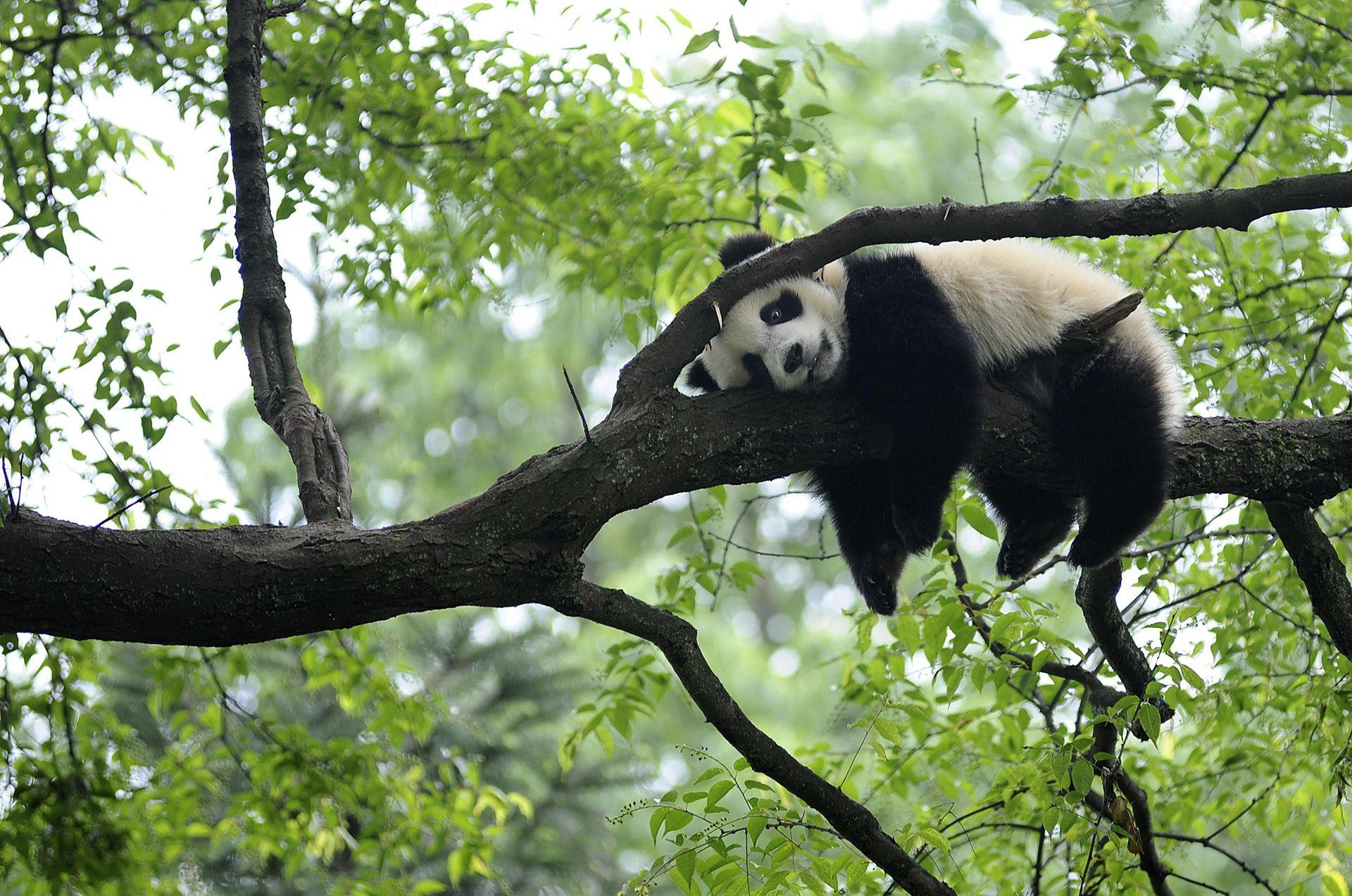 1920x1273 Free download Giant panda rests on tree panda kindergarten a