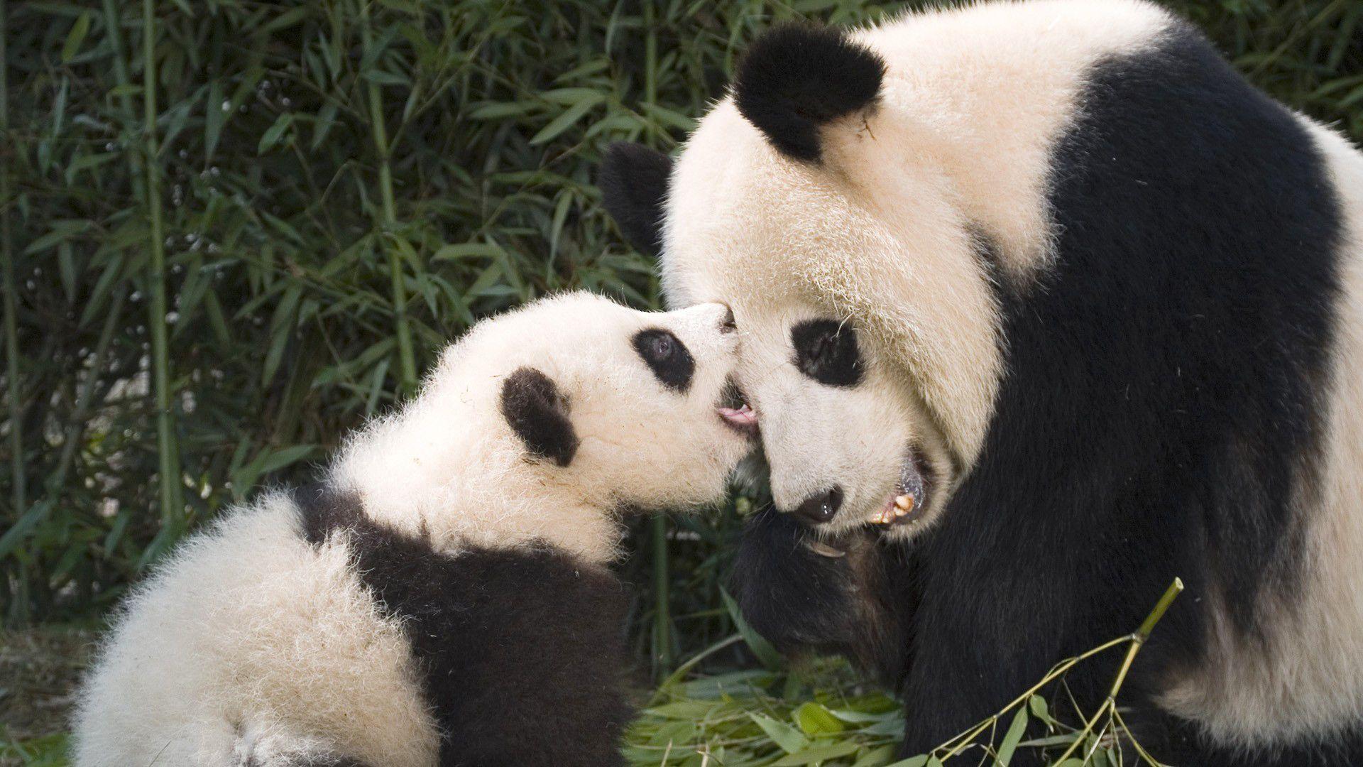 1920x1080 Giant Panda Bear
