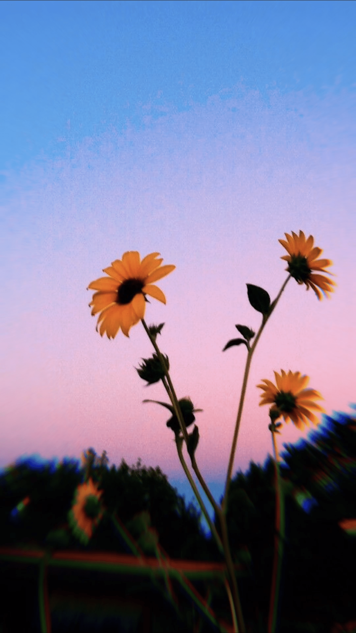 1242x2208 Aesthetic DP Wallpaper