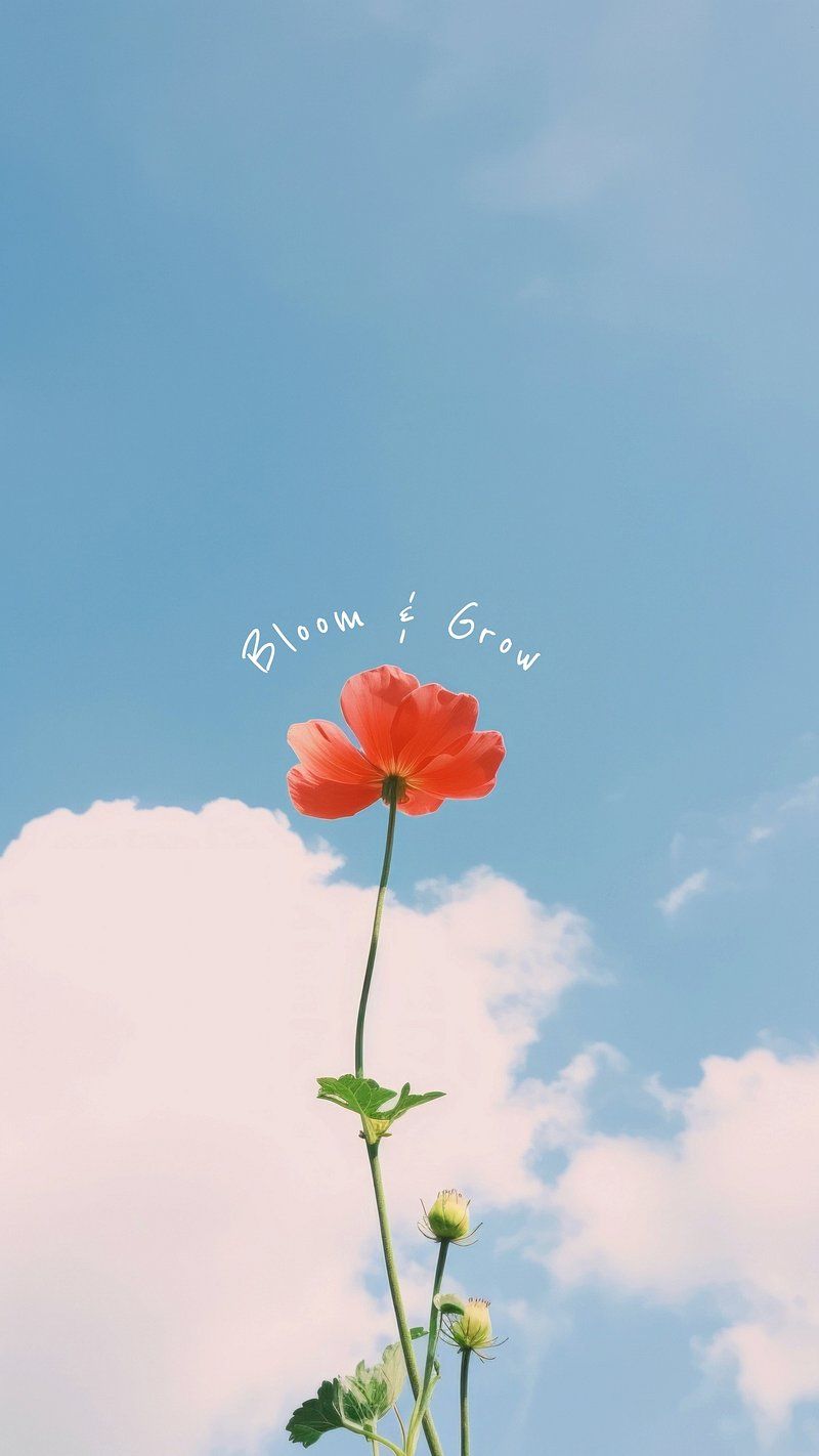 800x1422 Flower Wallpaper Aesthetic Image