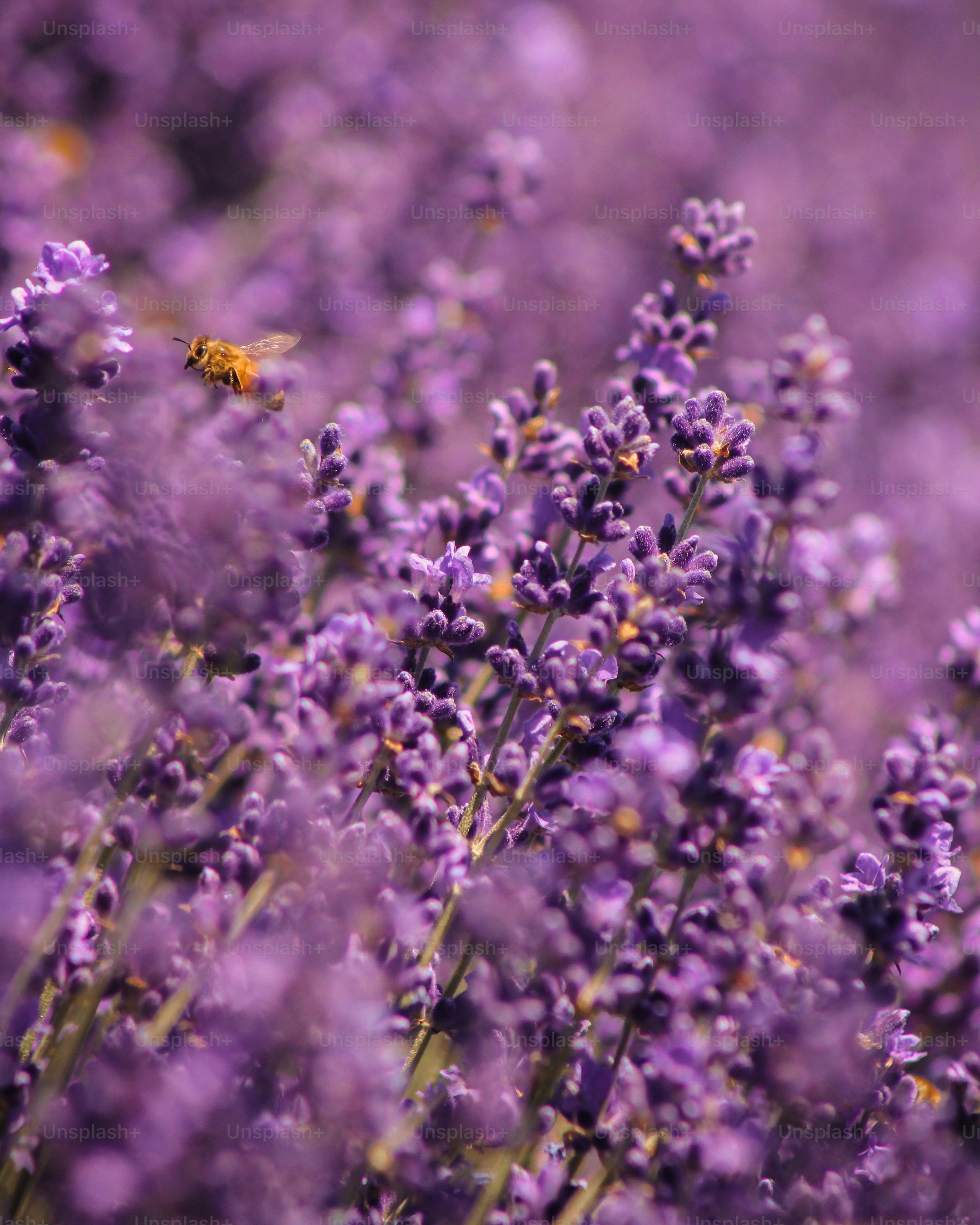 3000x3750 Purple Aesthetic Picture
