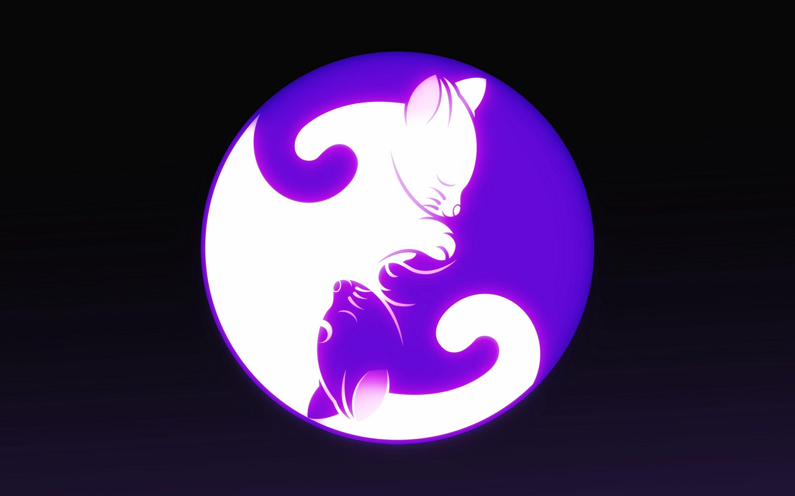 2560x1600 Download wallpaper 2560x1600 yin and yang, yin yang, cat
