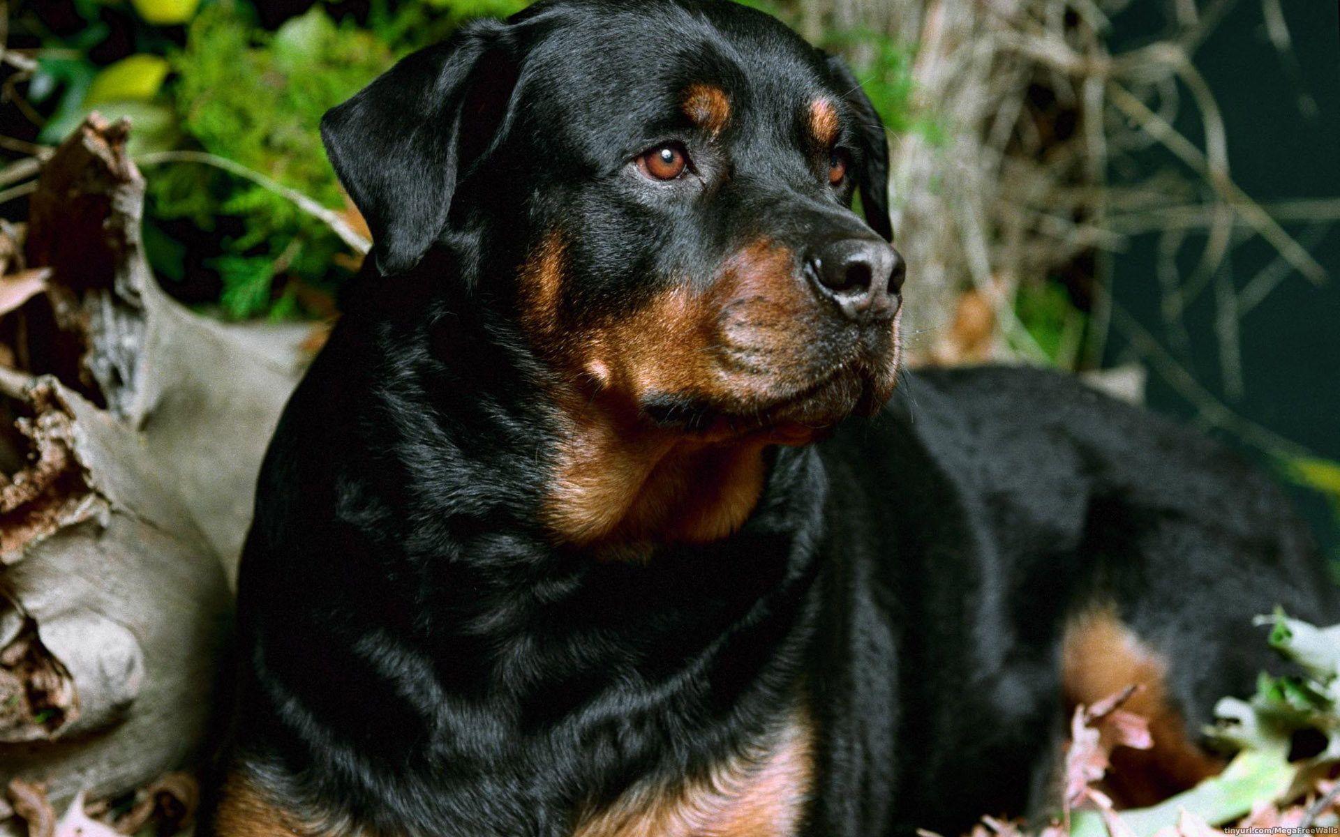 Rottweiler Dog Wallpapers - Top Free