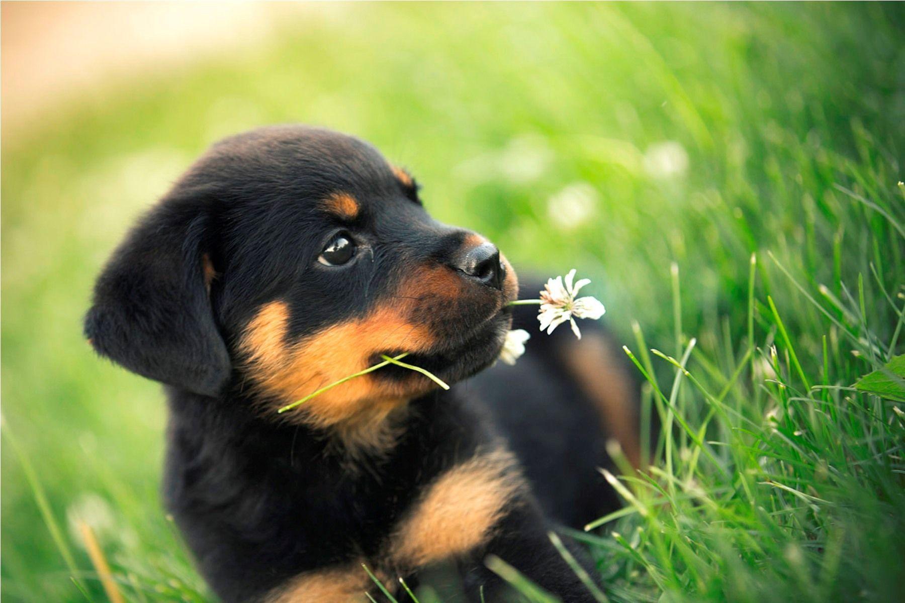 Rottweiler Puppy Wallpapers - Top Free