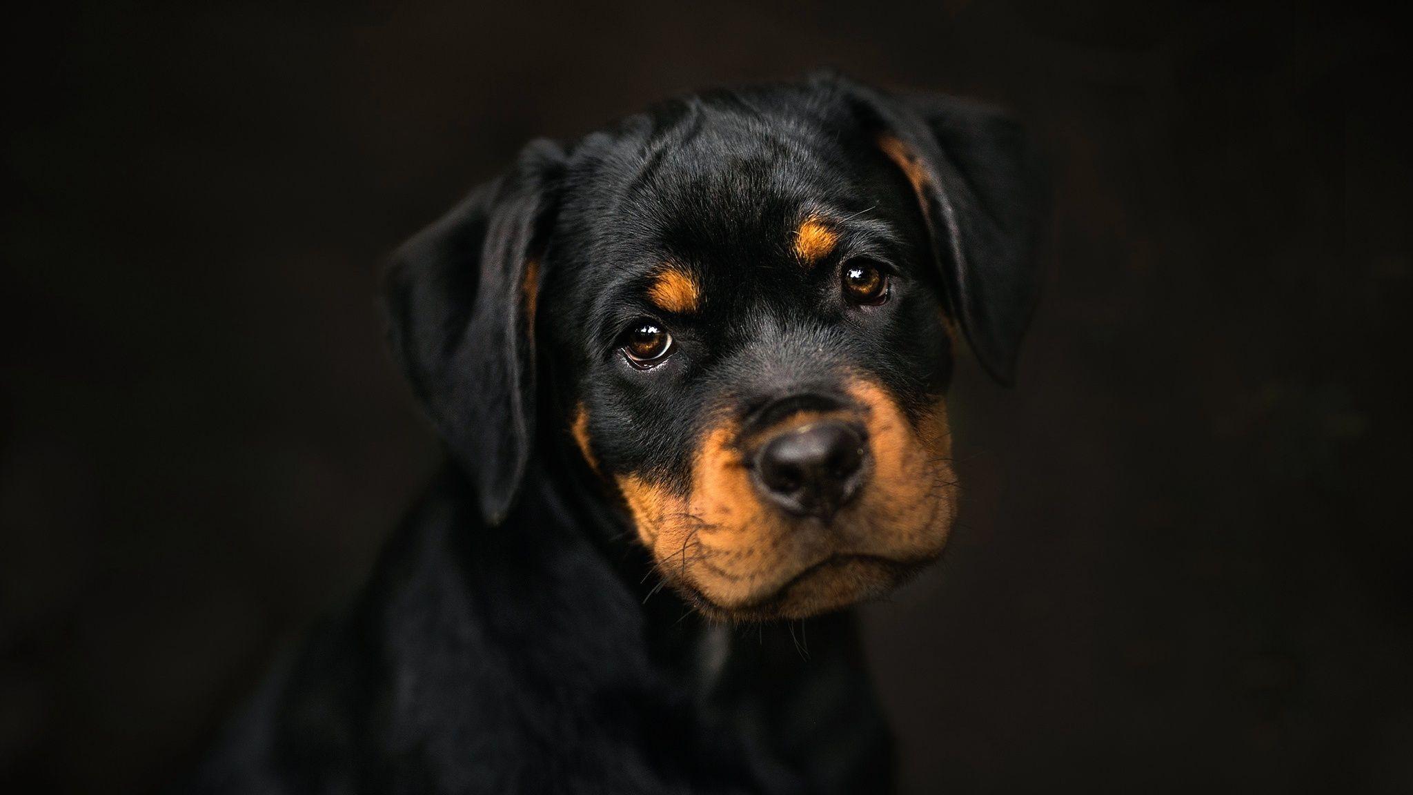 2048x1152 Rottweiler 2048x1152 Resolution HD 4k Wallpaper