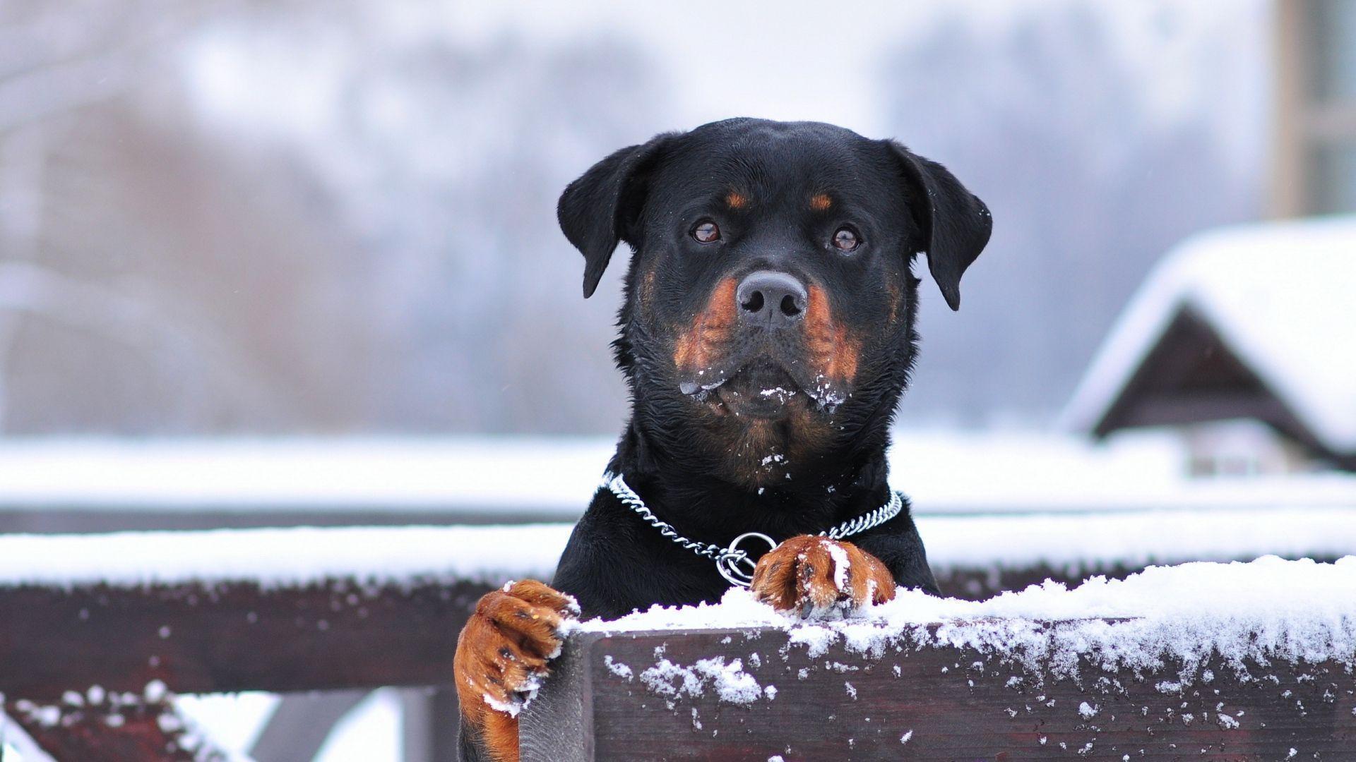 1920x1080 Rottweiler Wallpaper