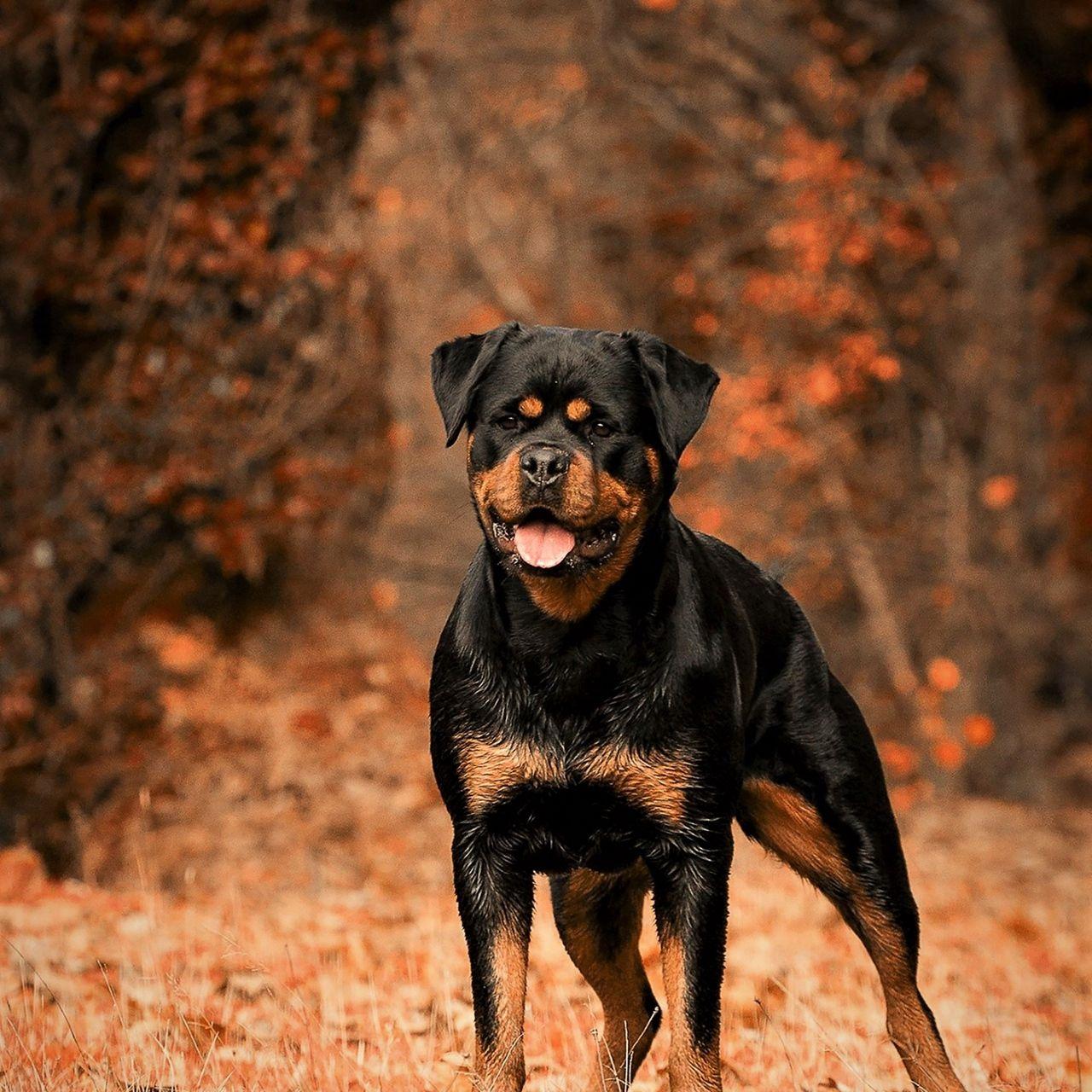 1280x1280 Download wallpaper 1280x1280 rottweiler, dog, autumn, walk