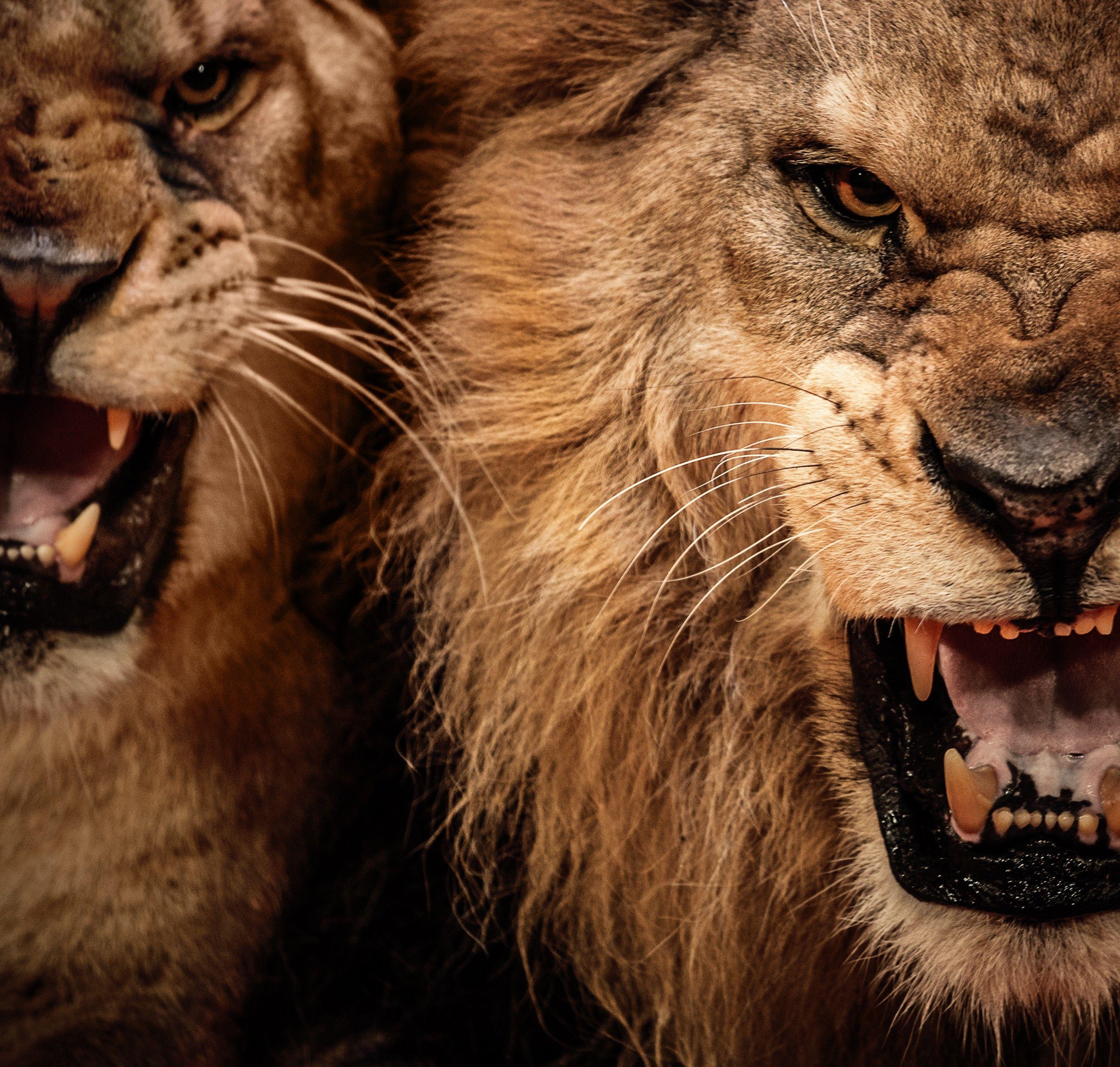 HD wallpaper: angry, lions | Wallpaper Flare