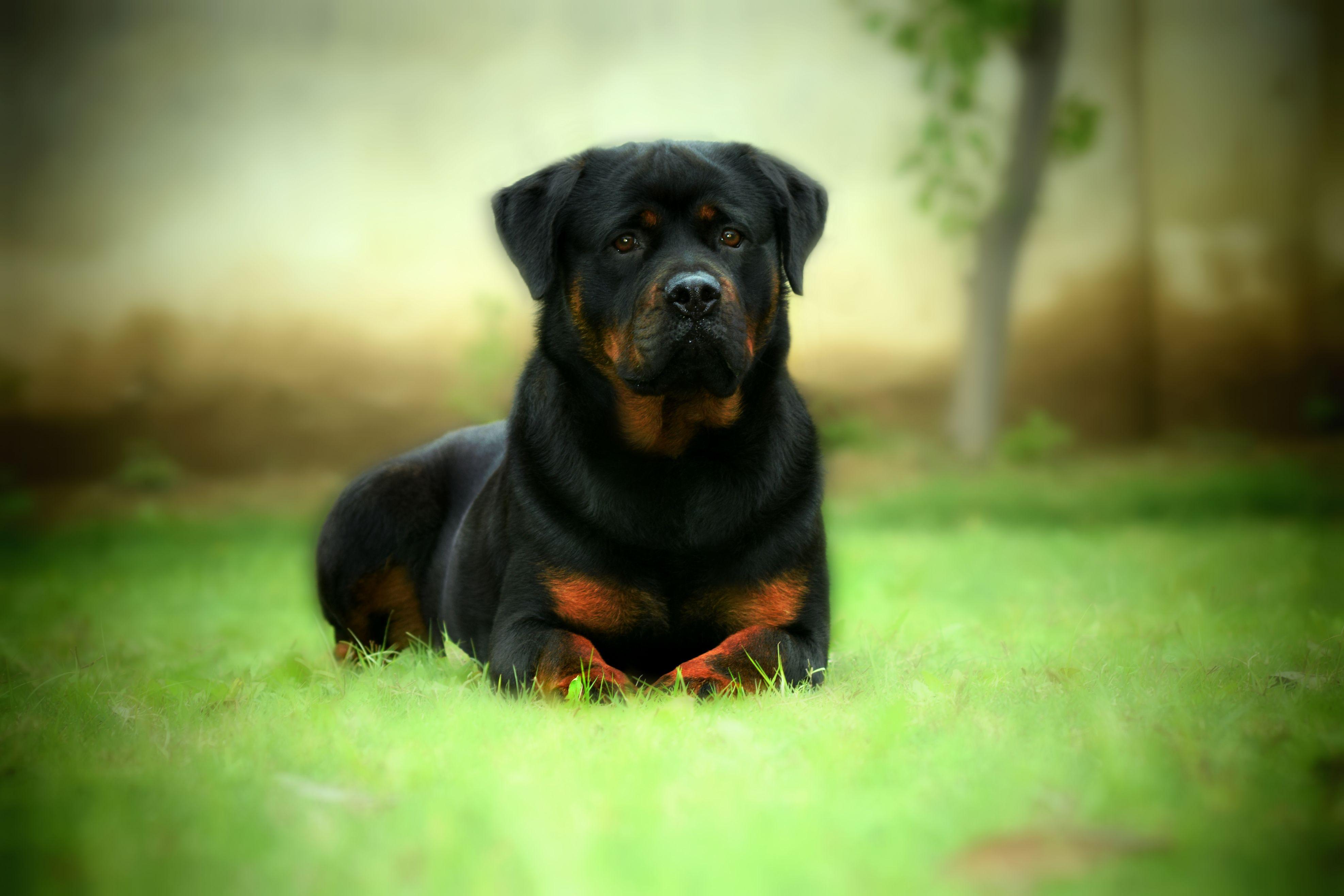 3950x2633 Rottweiler HD Wallpaper and Background Image