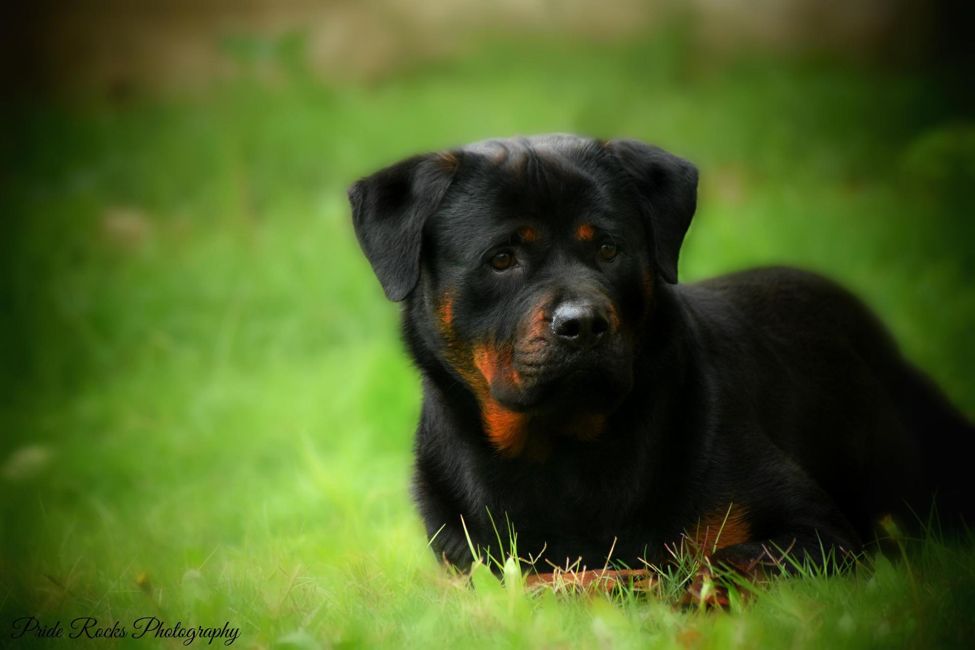 1920x1279 Rottweiler Wallpaper HD Download