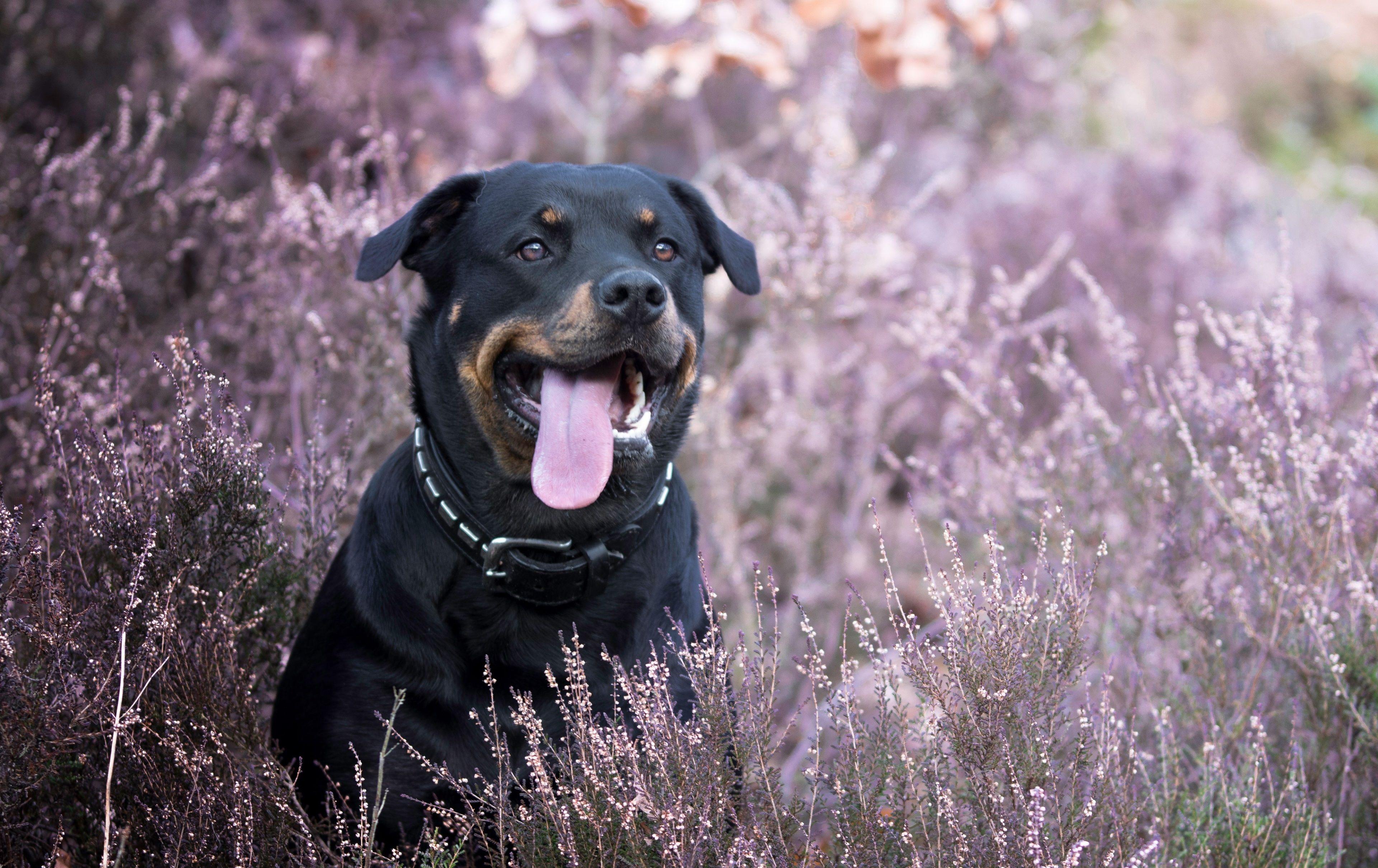 3840x2419 3840x2419 rottweiler wallpaper free HD widescreen