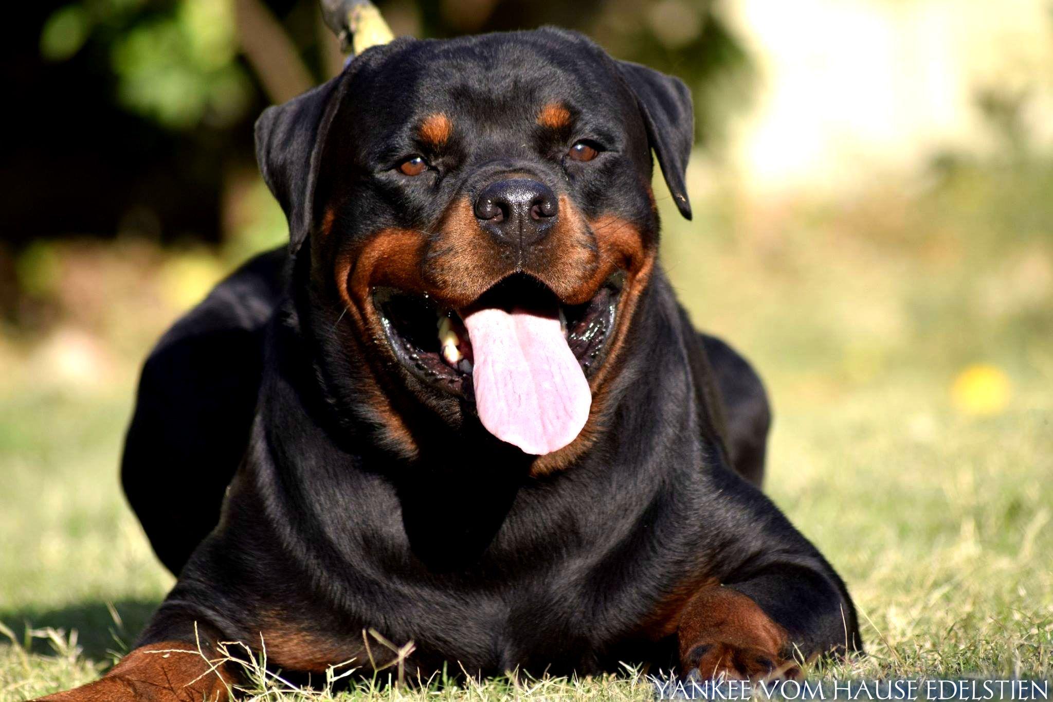 2048x1365 Rottweiler HD Wallpaper and Background Image