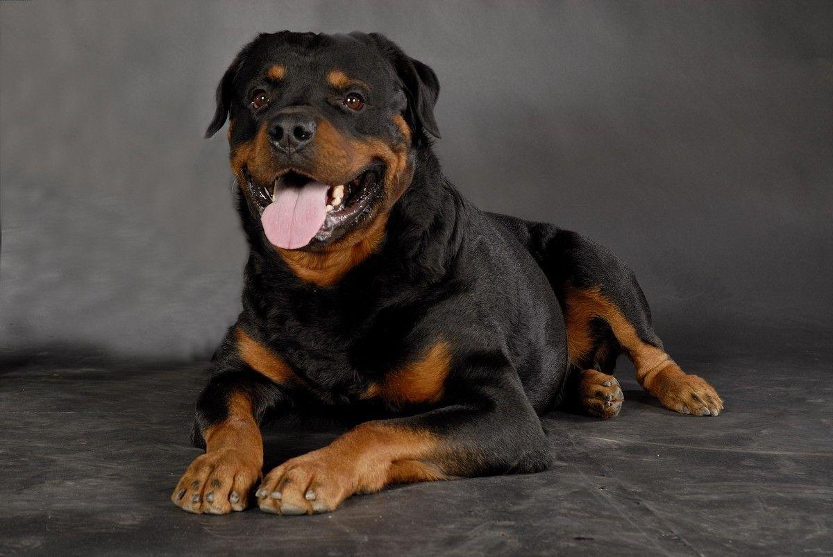 1200x803 rottweiler wallpaper HD con Google. DOG
