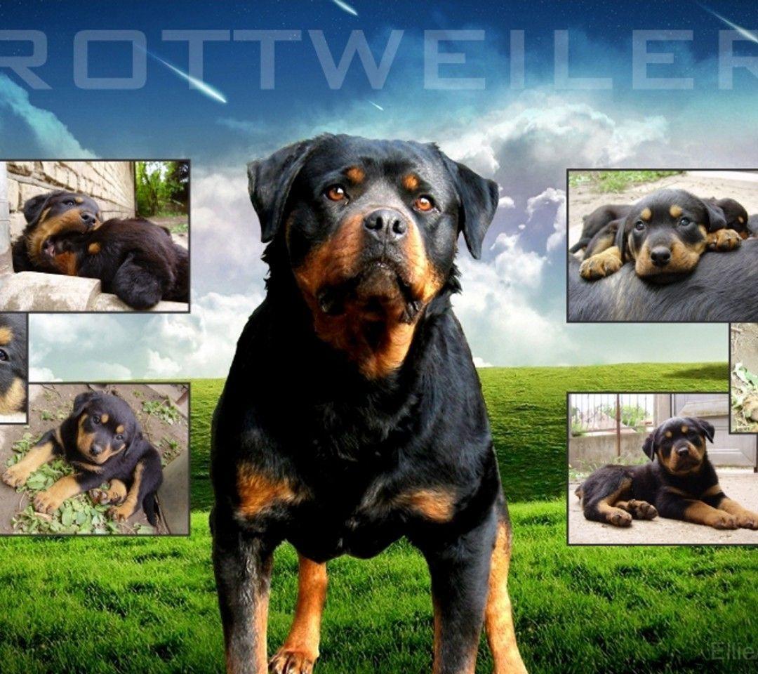 1080x960 Rottweiler Wallpaper
