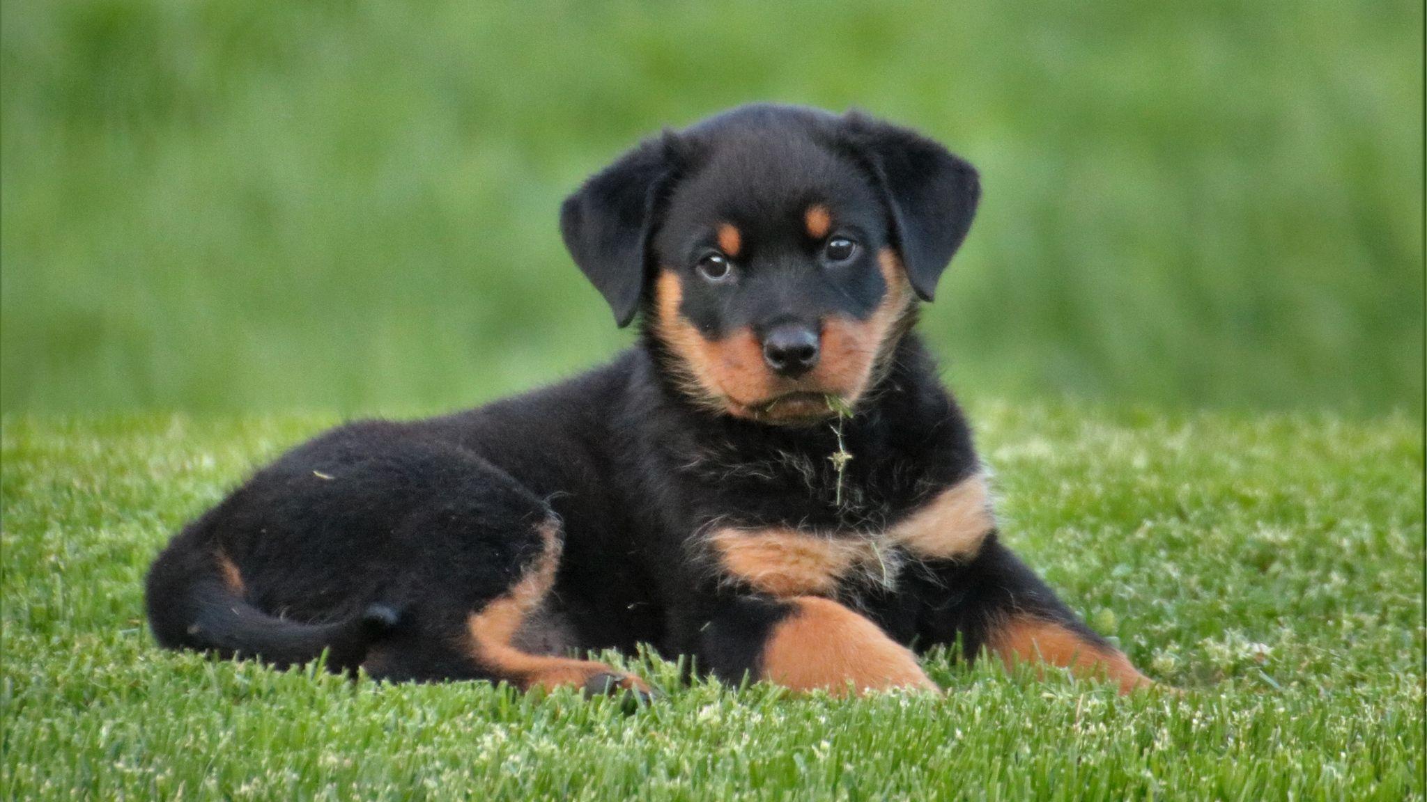 2048x1152 Download wallpaper 2048x1152 rottweiler, puppy, dog, lying