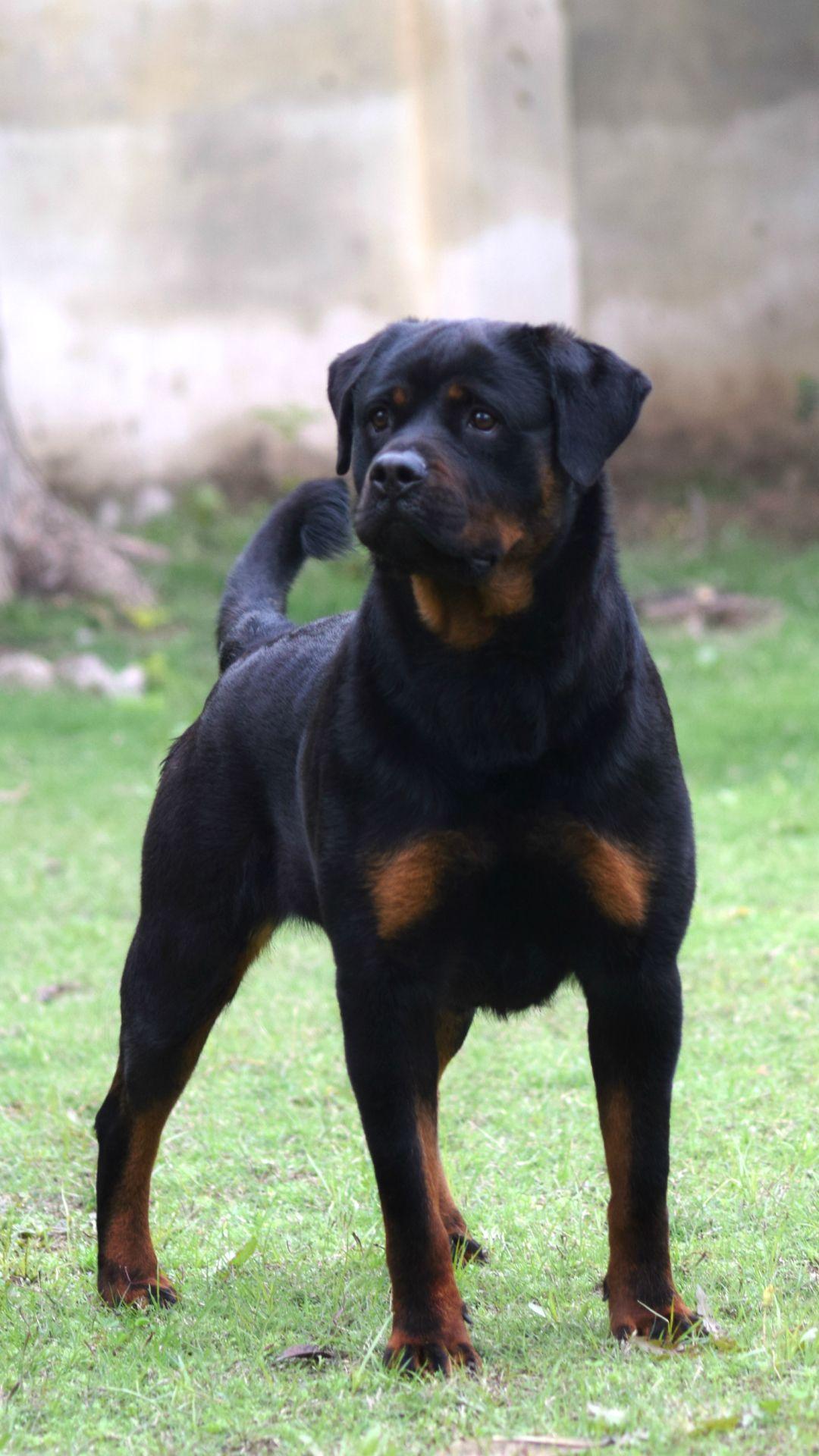 1080x1920 Animal Rottweiler (1080x1920) Wallpaper