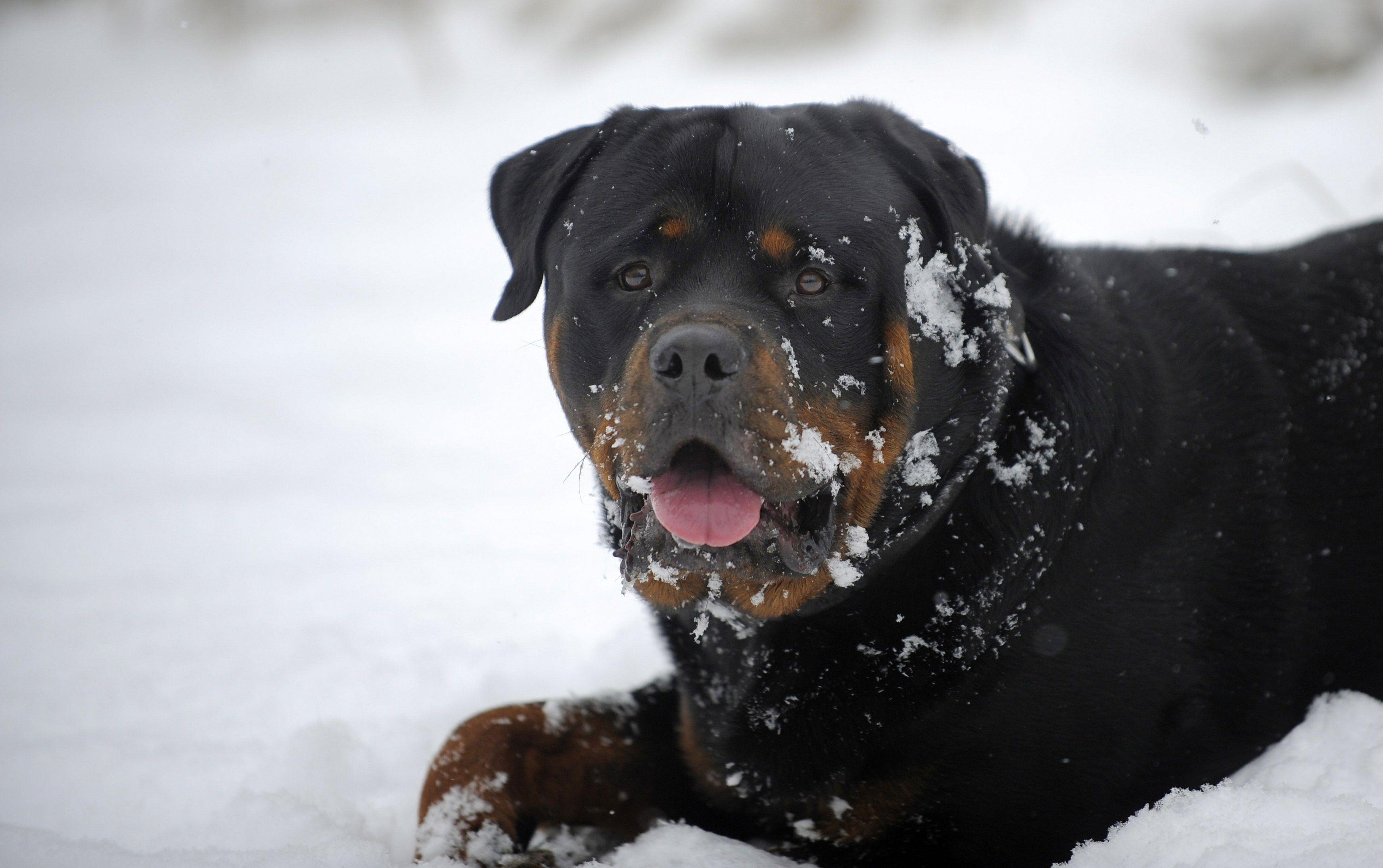 3487x2189 Rottweiler Wallpaper Picture Image Nice Dog Photo HD