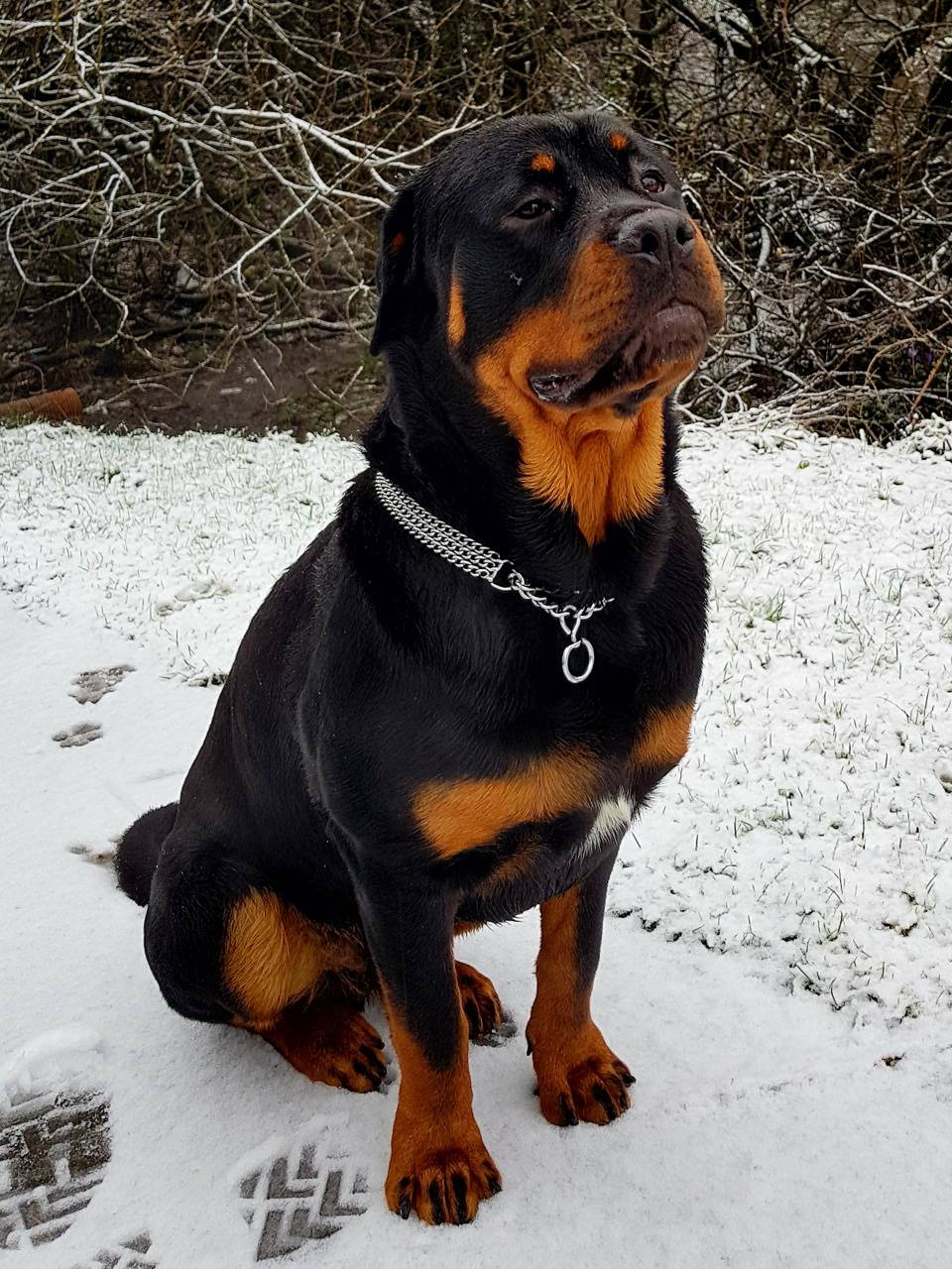 960x1280 Rottweiler Wallpaper