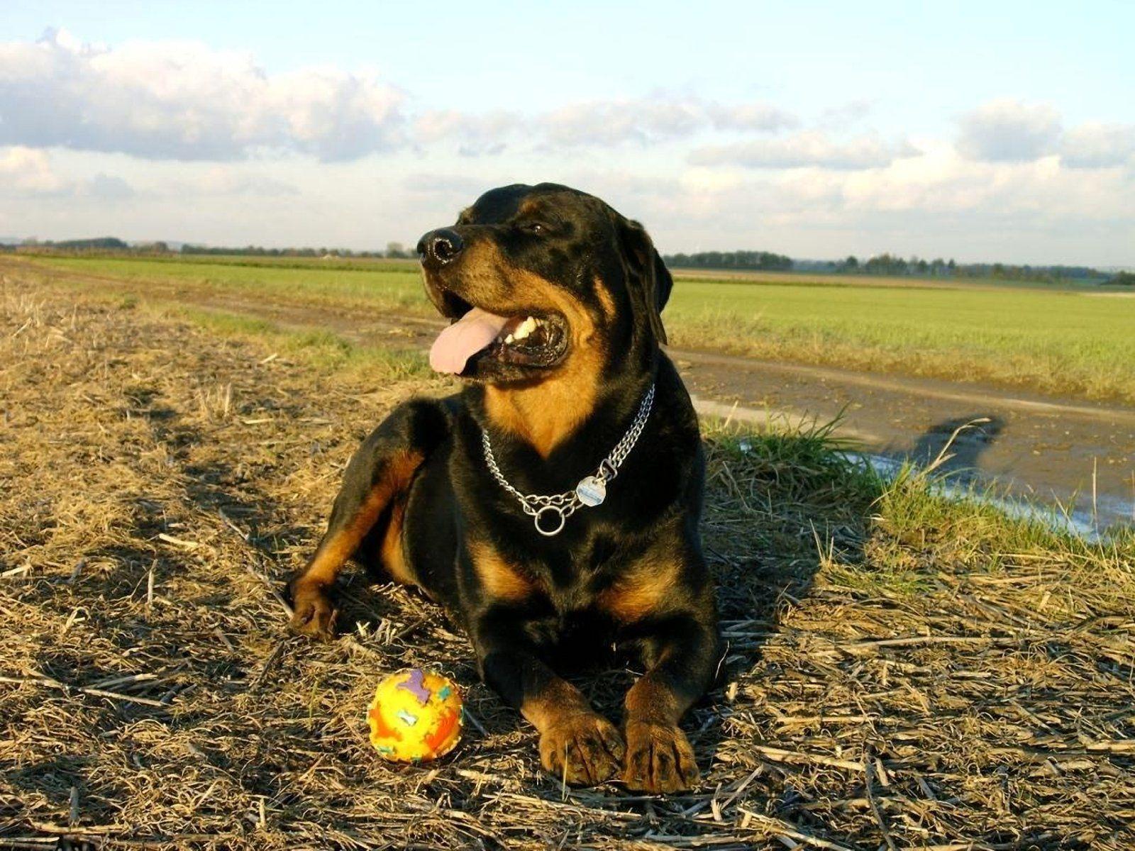 1600x1200 Paulita Trumbauer: HD Rottweiler Wallpaper, HD for deskand