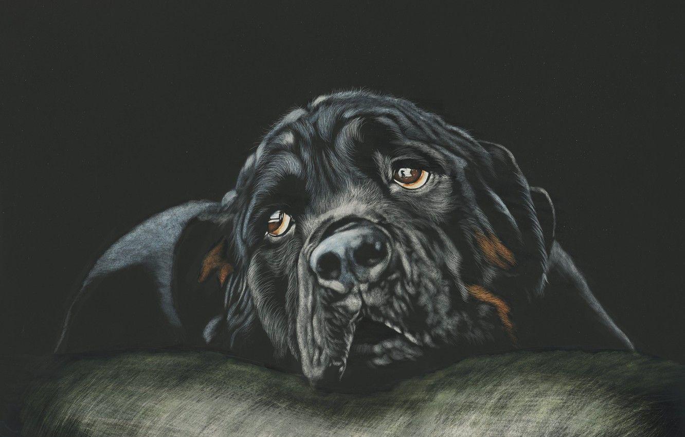 1332x850 Wallpaper look, face, dog, black background, rottweiler