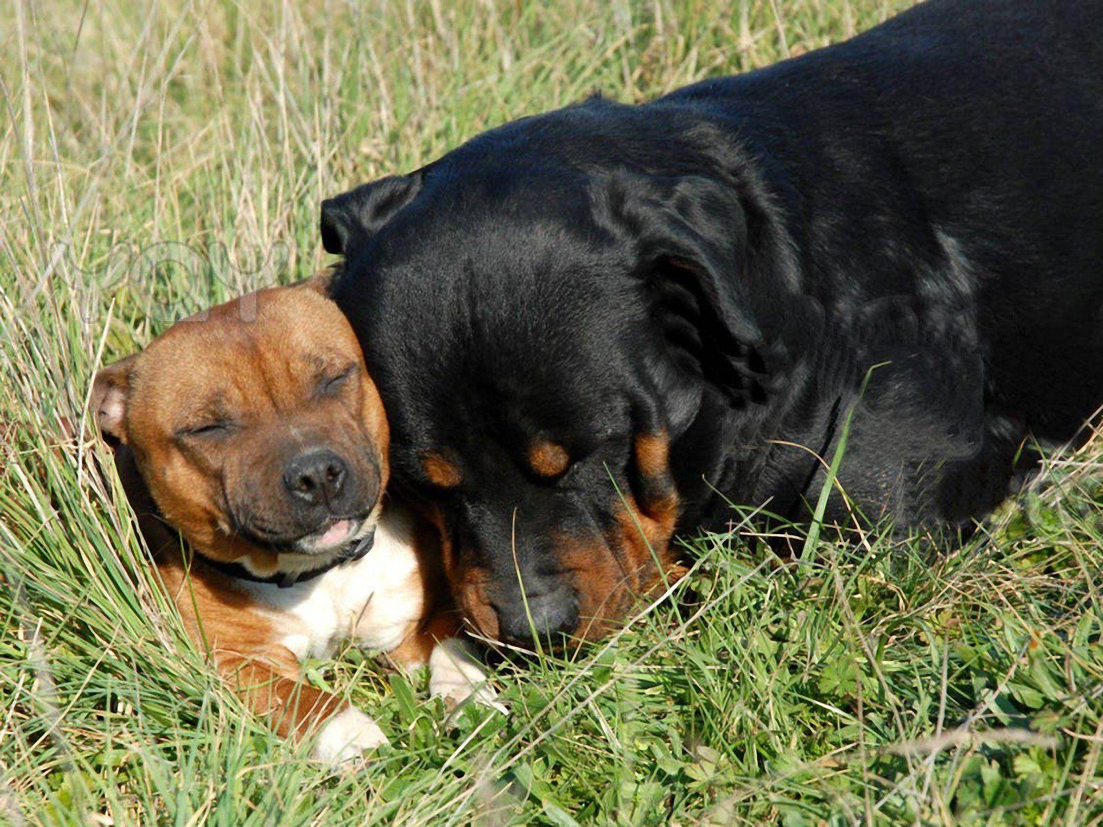 1600x1200 Rottweiler Puppy Wallpaper, Picture