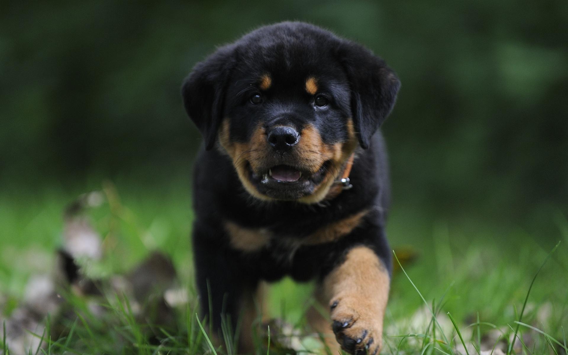 1920x1200 Rottweiler Wallpaper 11 X 2212