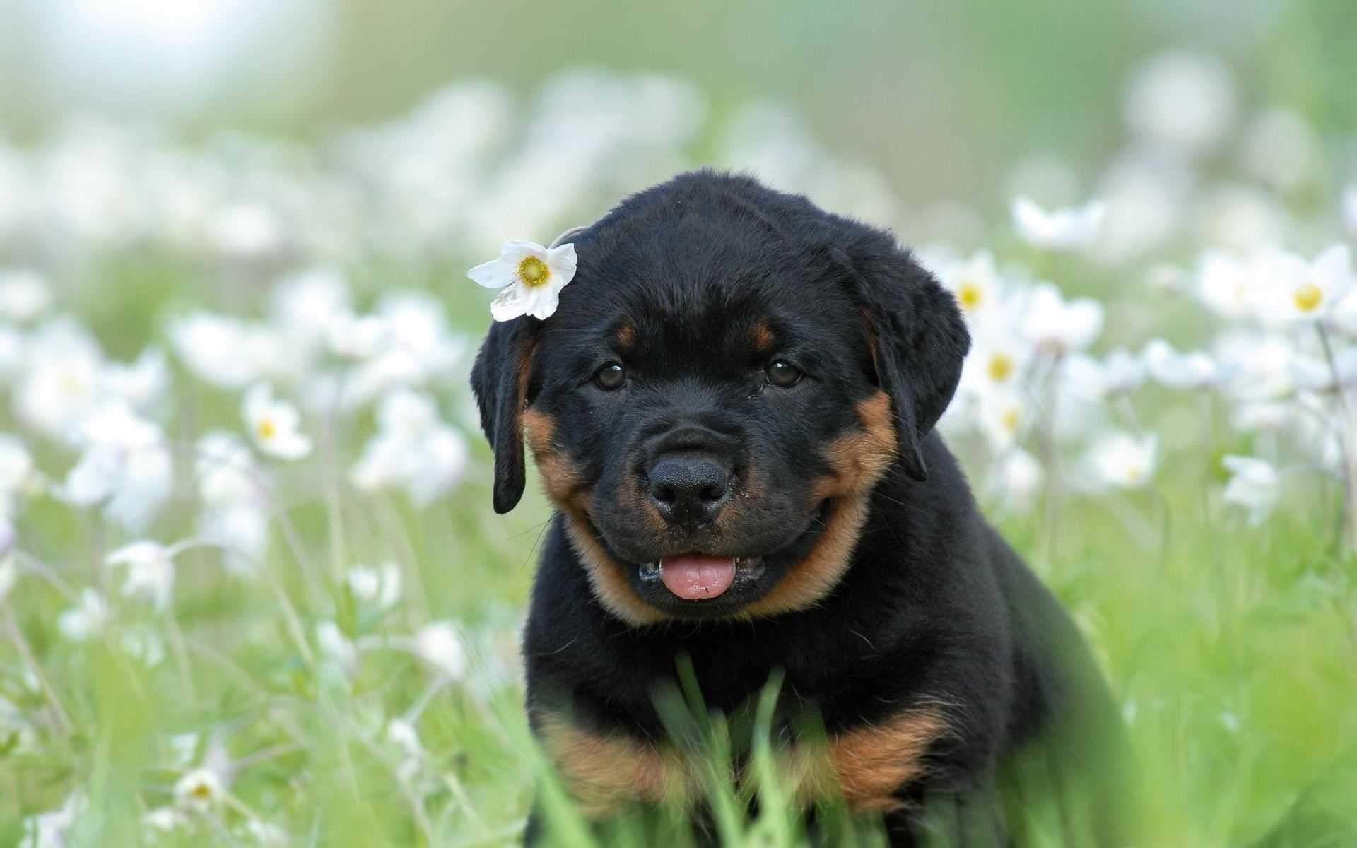 1920x1200 Rottweiler Wallpaper background picture
