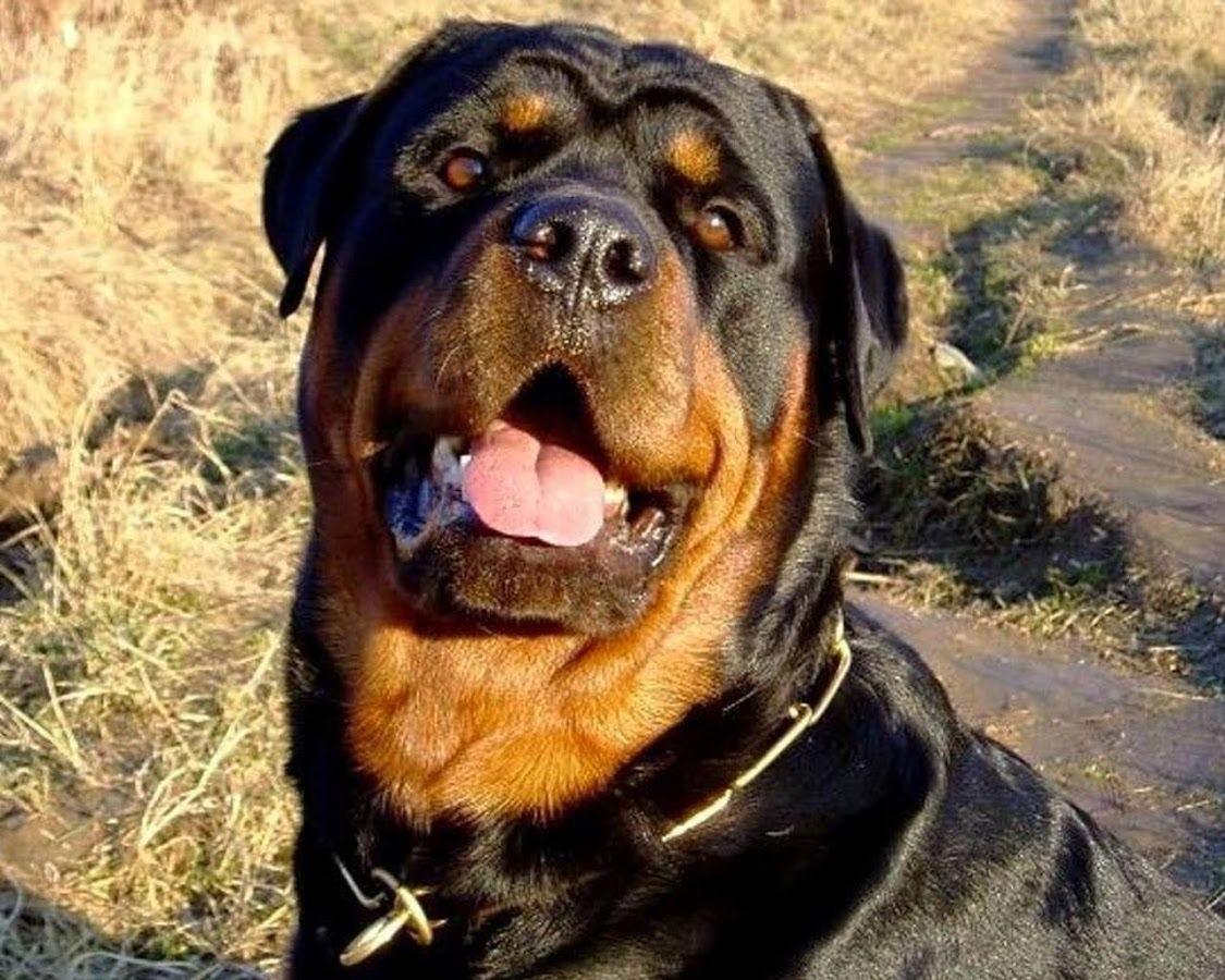 Rottweiler Wallpapers - Top Free Rottweiler Backgrounds - WallpaperAccess
