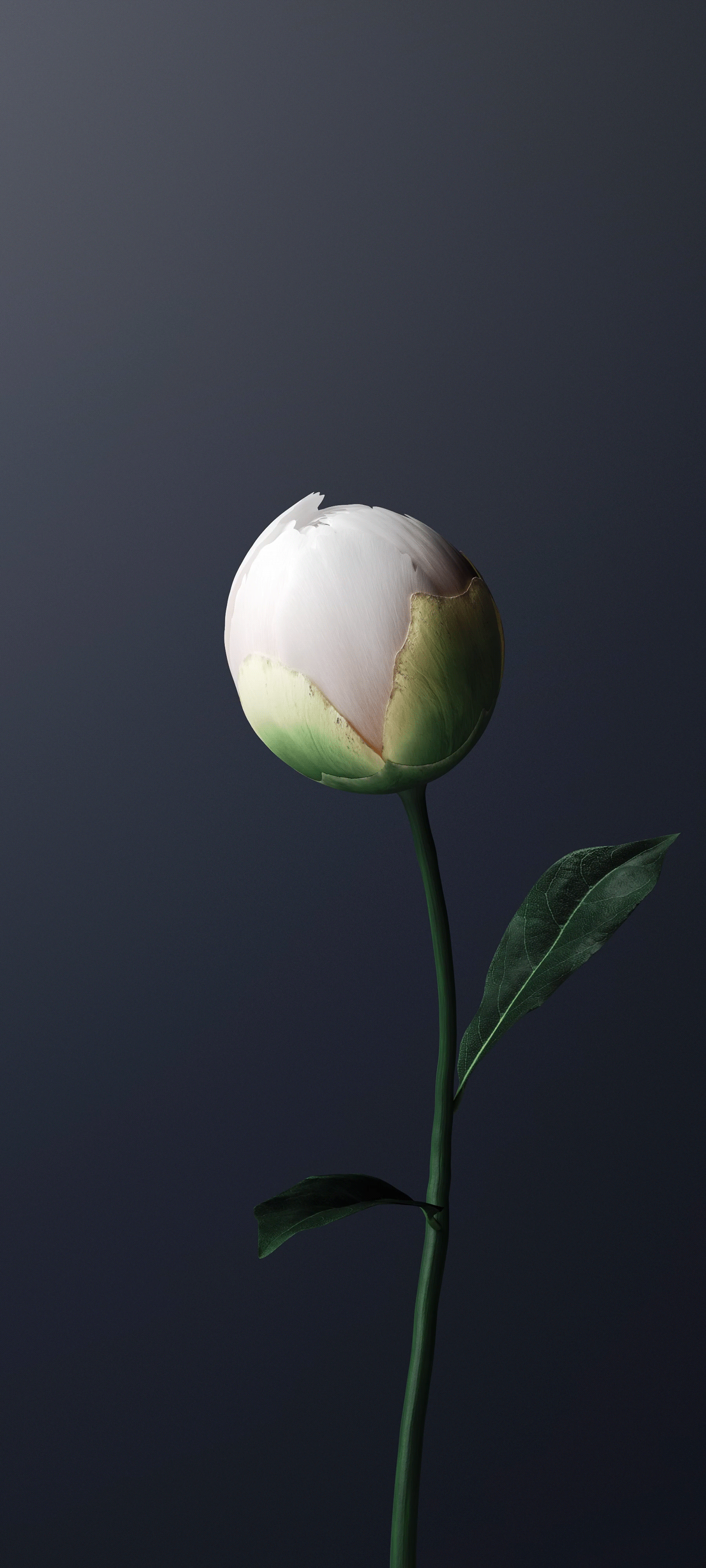 1400x3111 Kinetic Wallpaper OriginOS