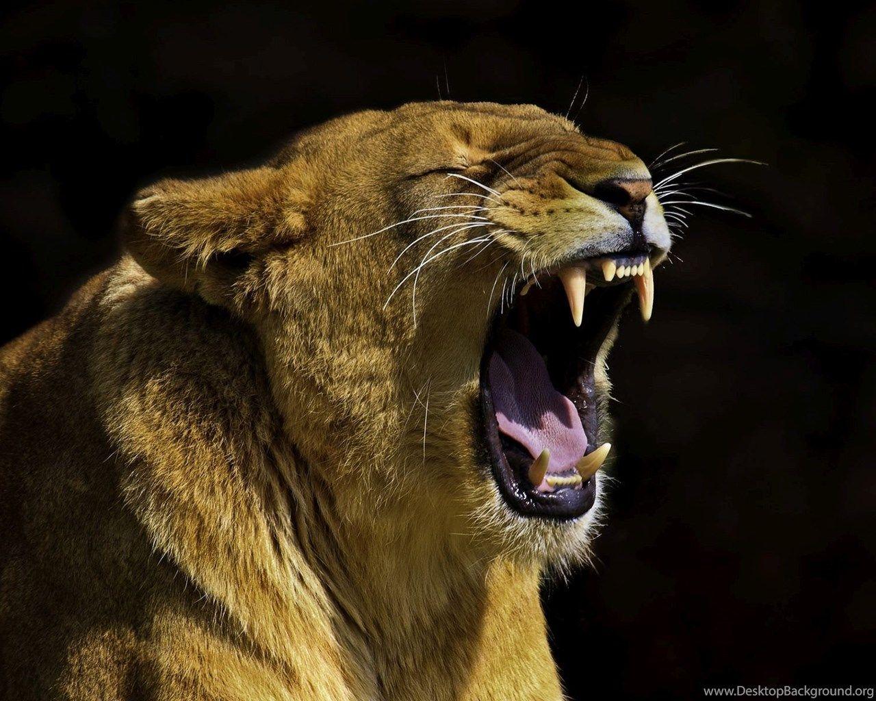 1280x1024 The Angry Lion Wallpaper Desktop Background
