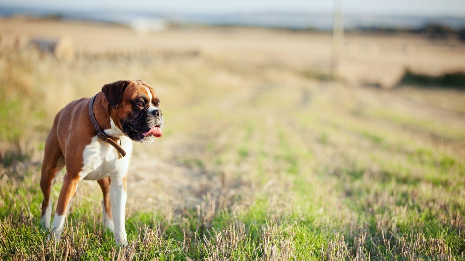 1920x1080 Boxer Dog Wallpaper HD
