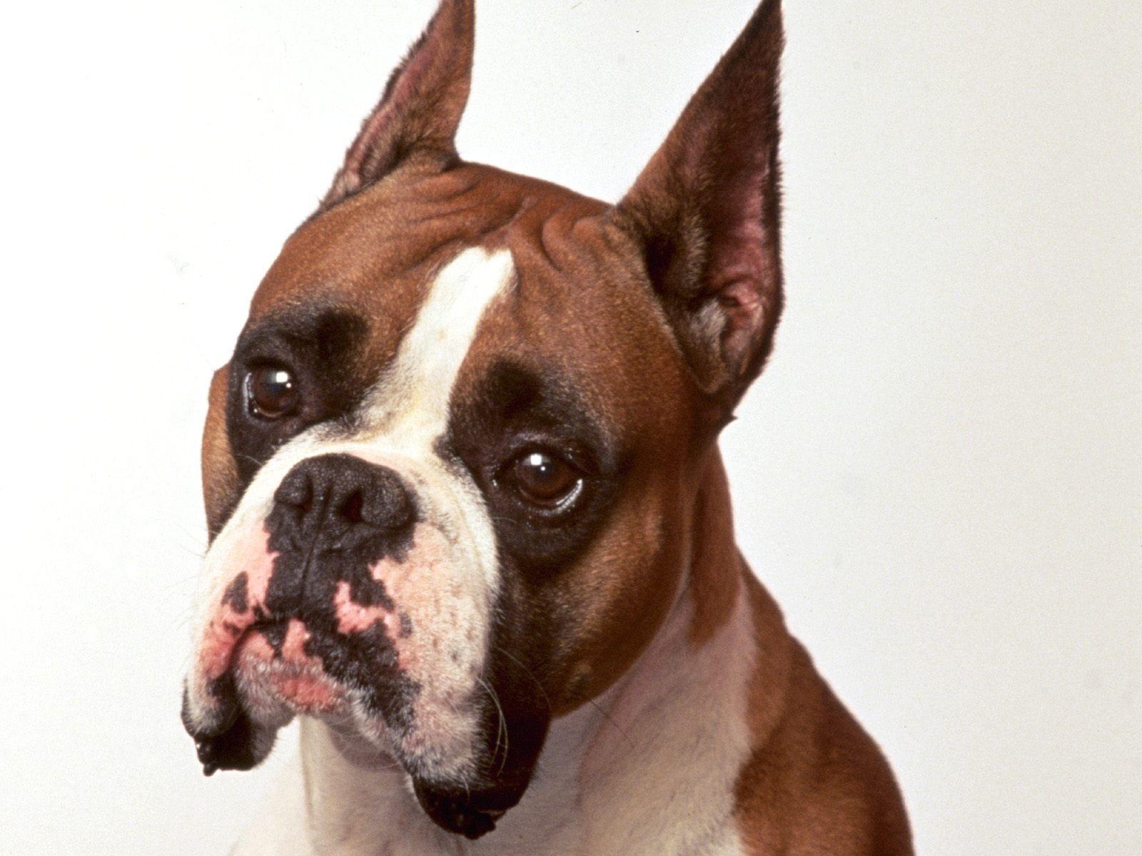 1600x1200 Sad, Boxer, Dog, Widescreen, High, Definition, Wallpaper