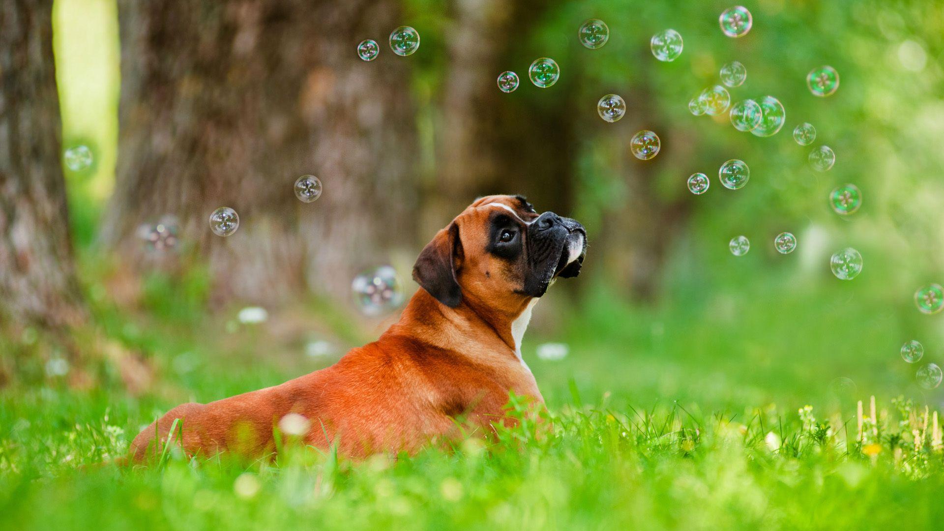 1920x1080 Boxer dog wallpaper download