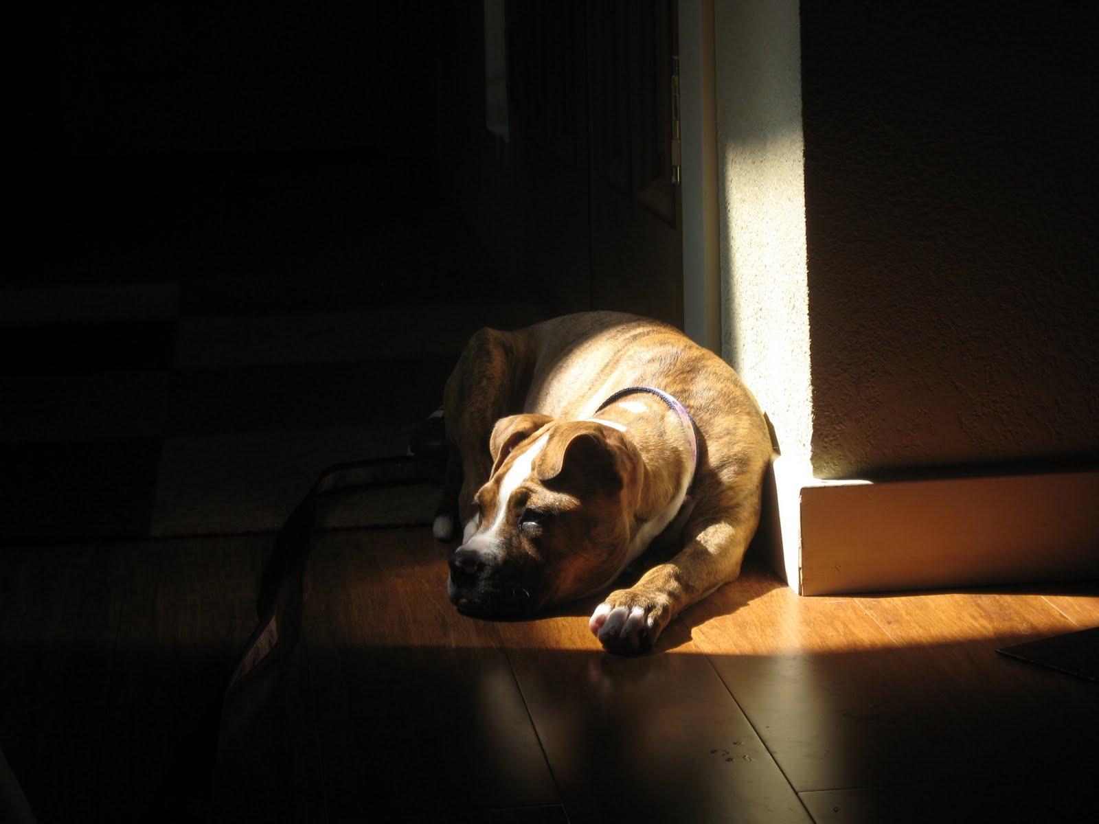 1600x1200 HD Boxer Dog Wallpaper