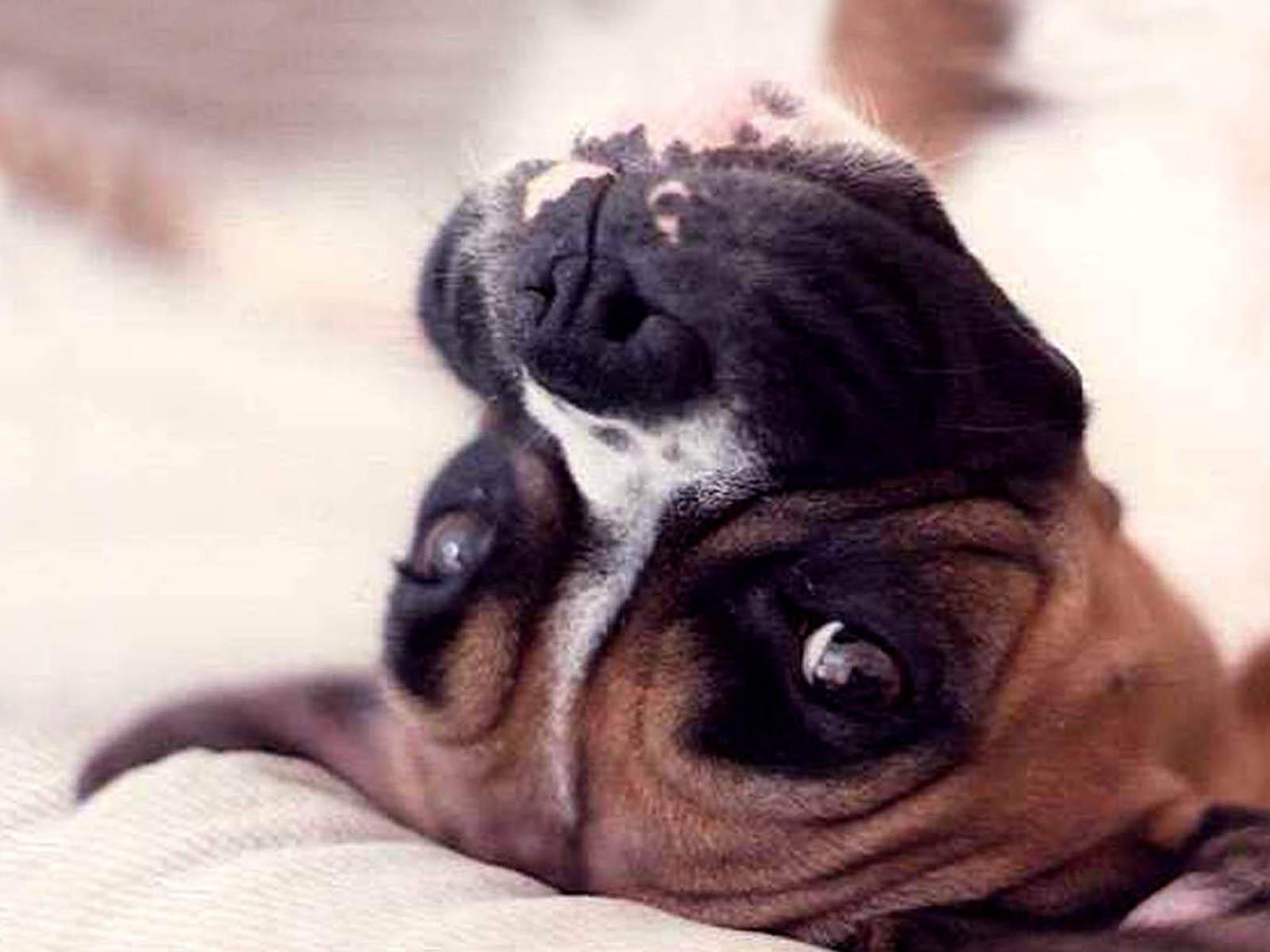 1600x1200 wallpaper: Boxer Dog Wallpaper