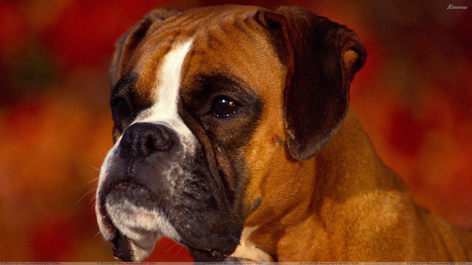 1920x1080 Brown Boxer Face Closeup Wallpaper