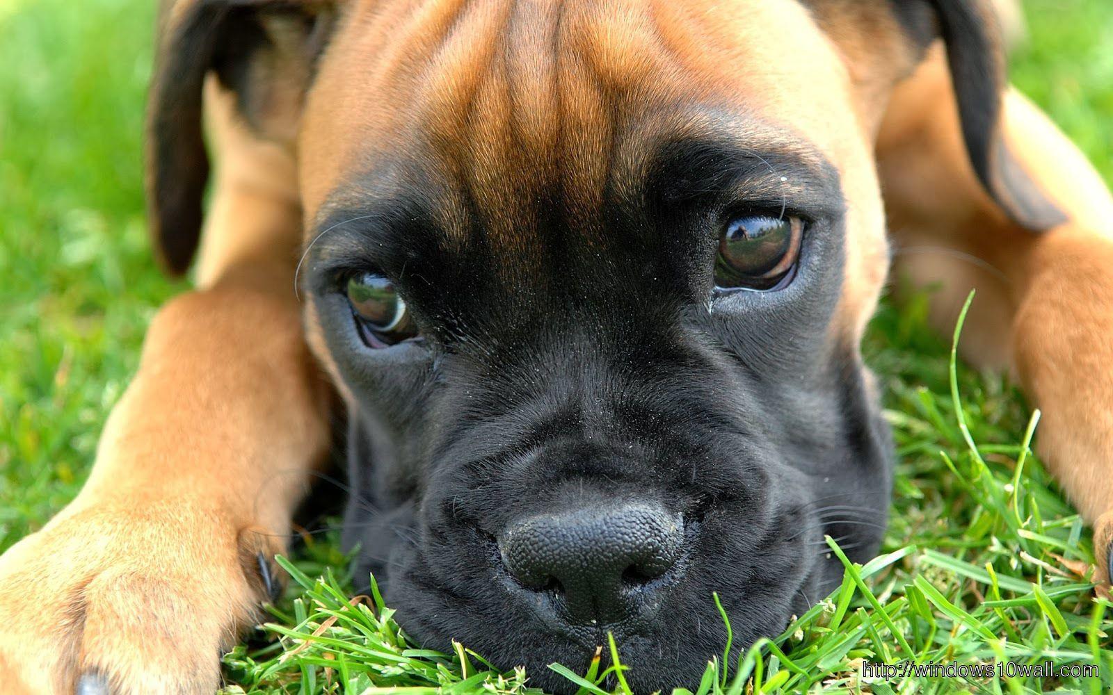 1600x1000 Animals Dogs Boxer Dog HD Free Wallpaper