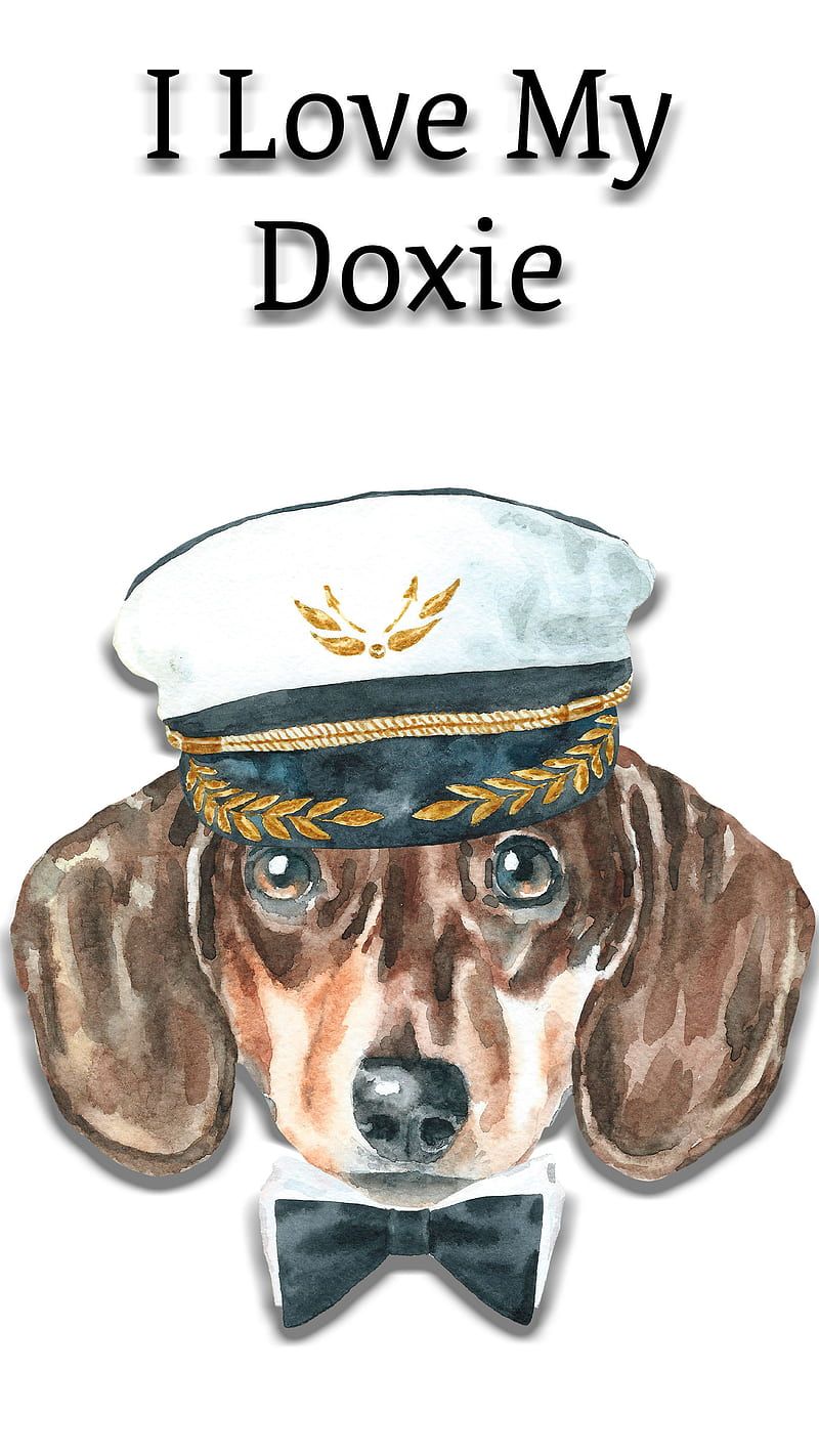 800x1422 cute dog, dachshund, dog, hound, puppy
