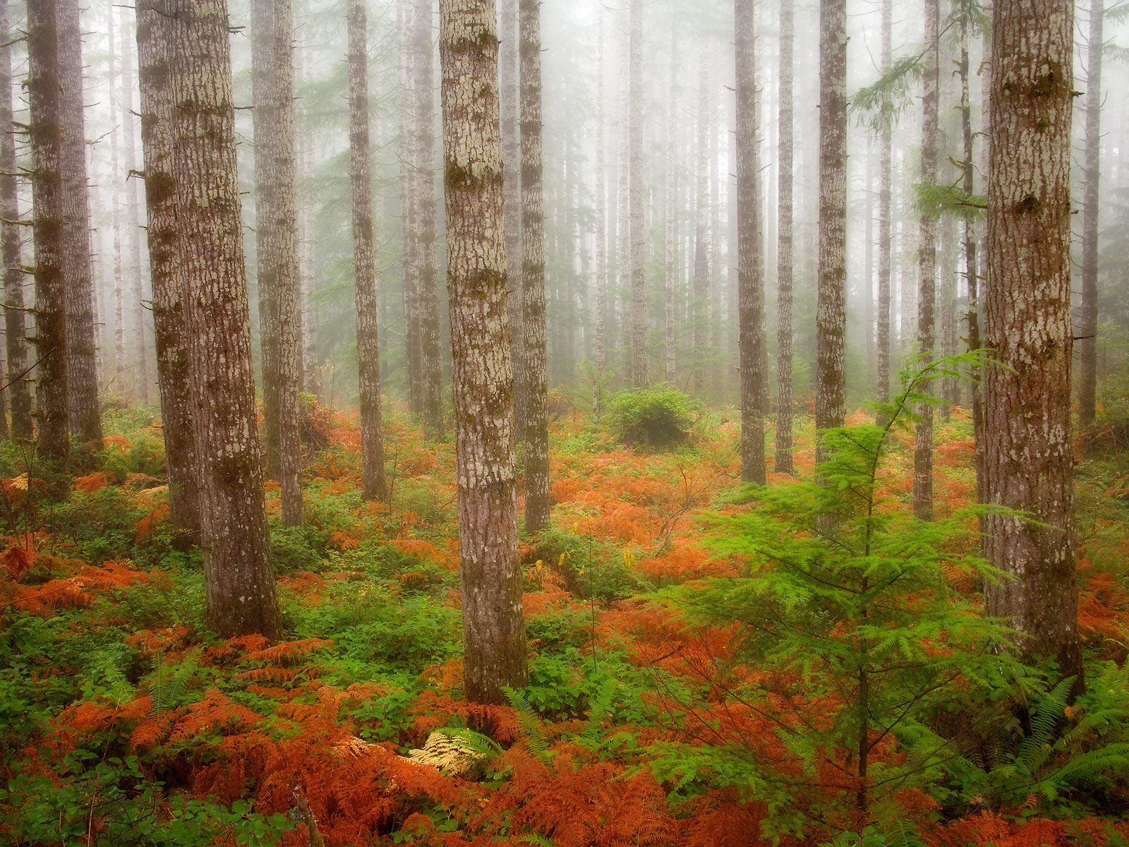 1600x1200 HD Wallpaper of Olympic National Park's